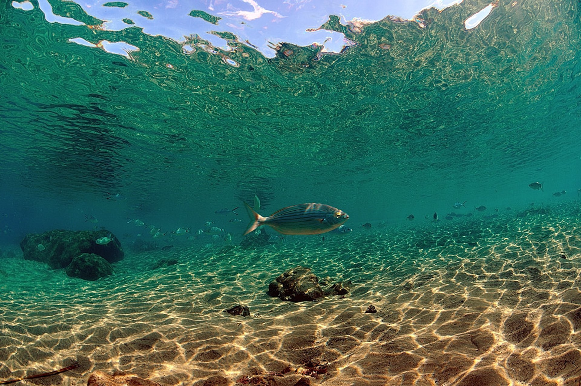 Plongée et snorkeling