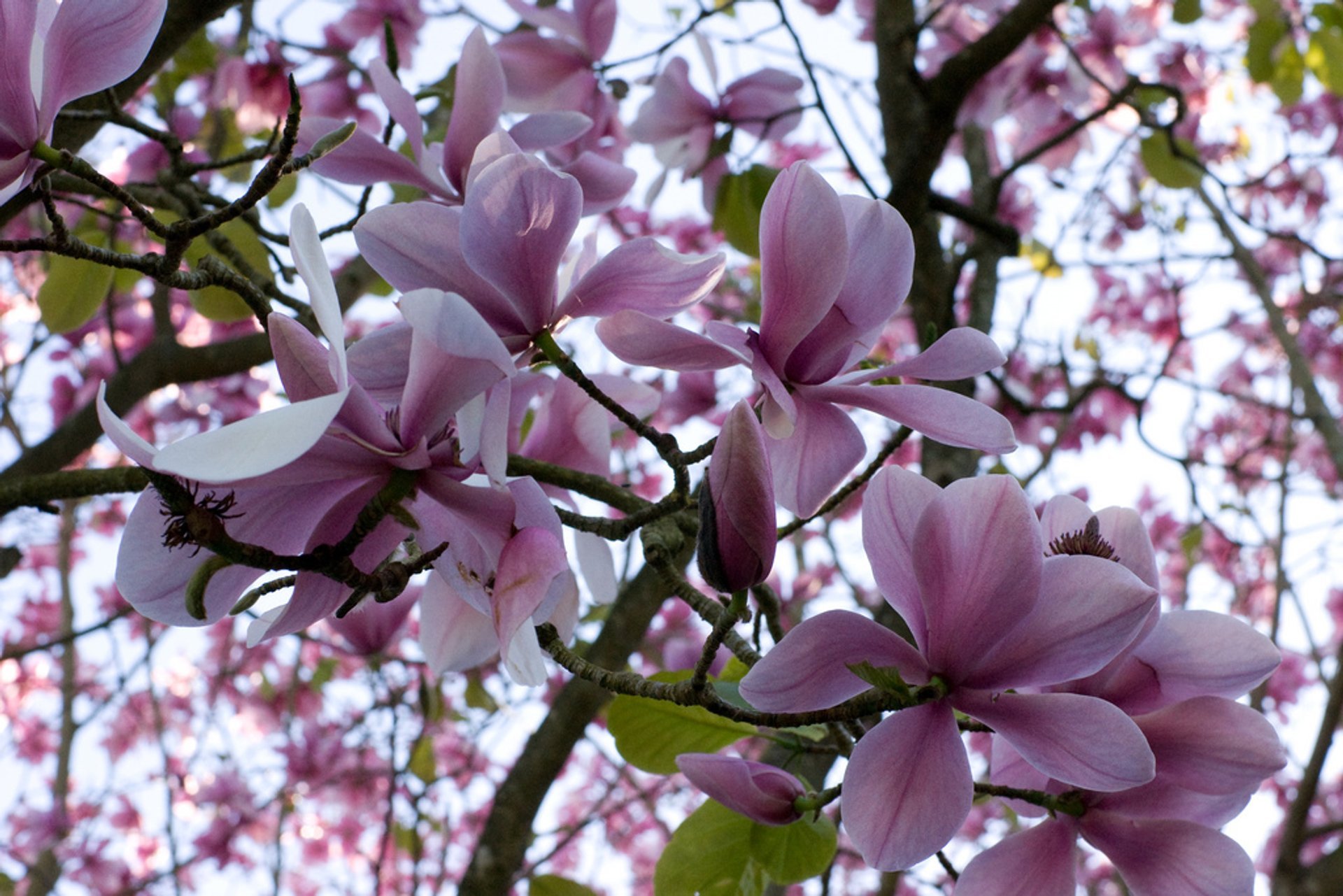 Magnolias dans le jardin botanique de San Francisco