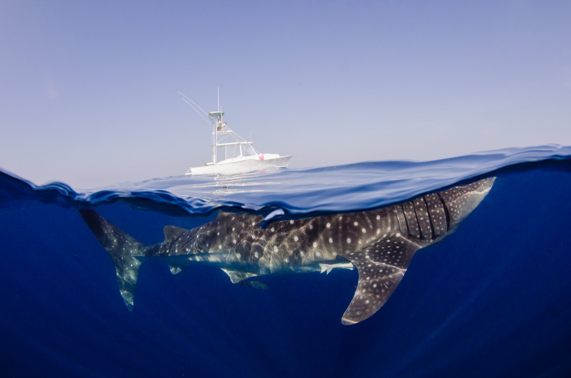 Swimming with Whale Sharks