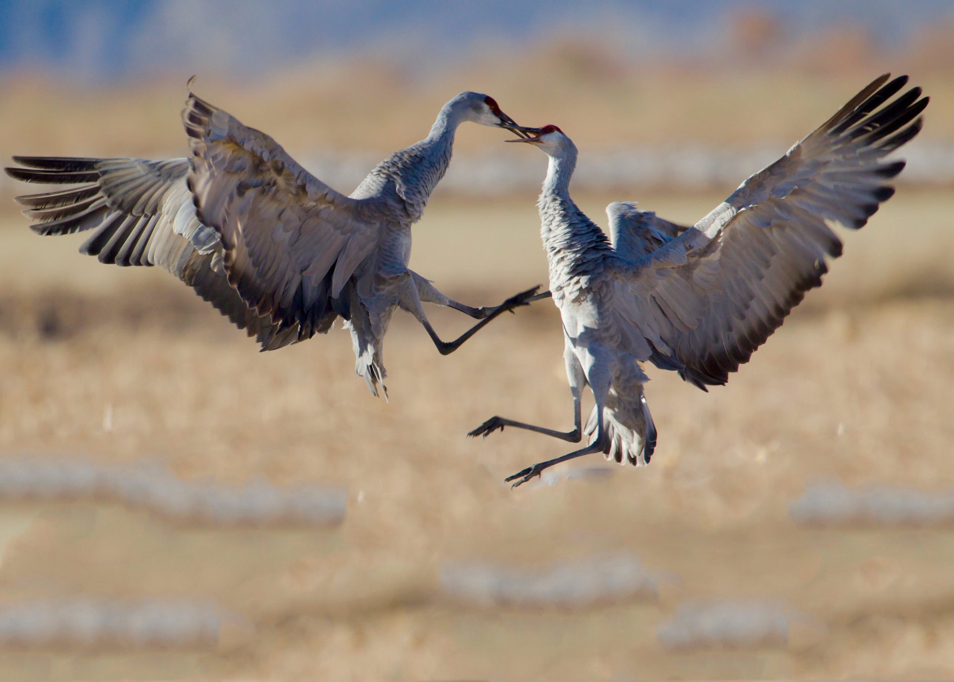 Migration de la grue du Canada