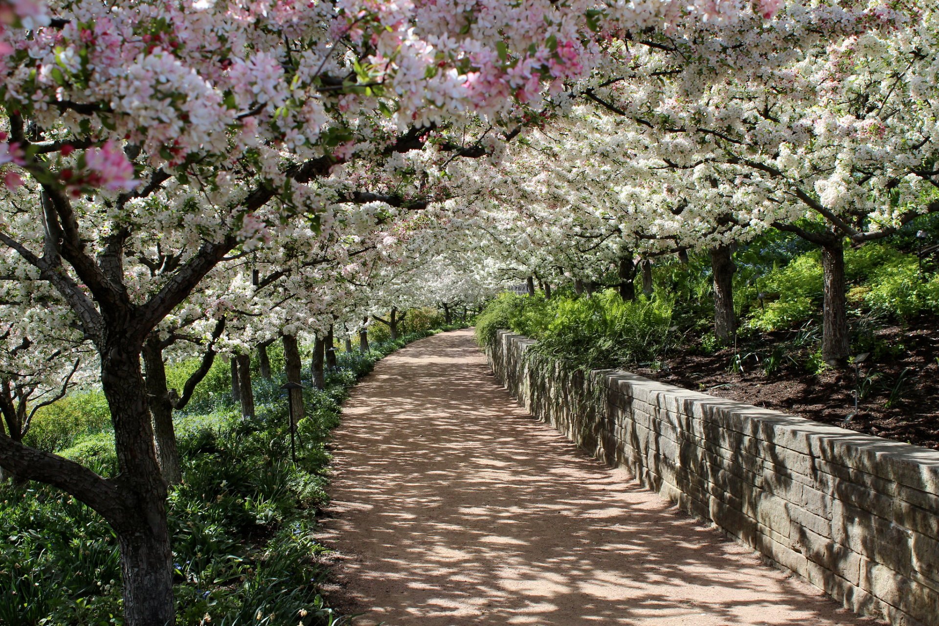 Cherry Blossom in Chicago