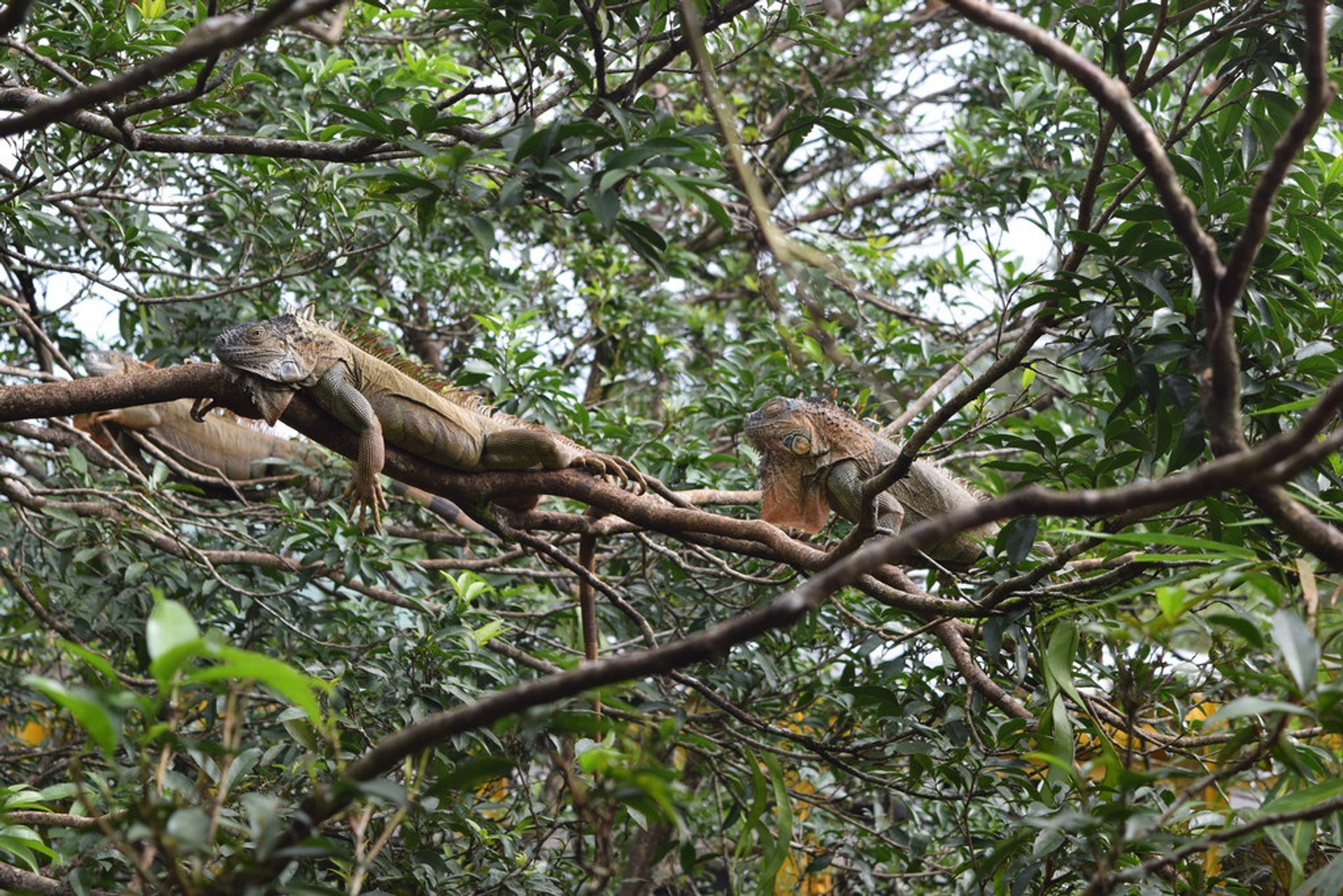 Manger des iguanes