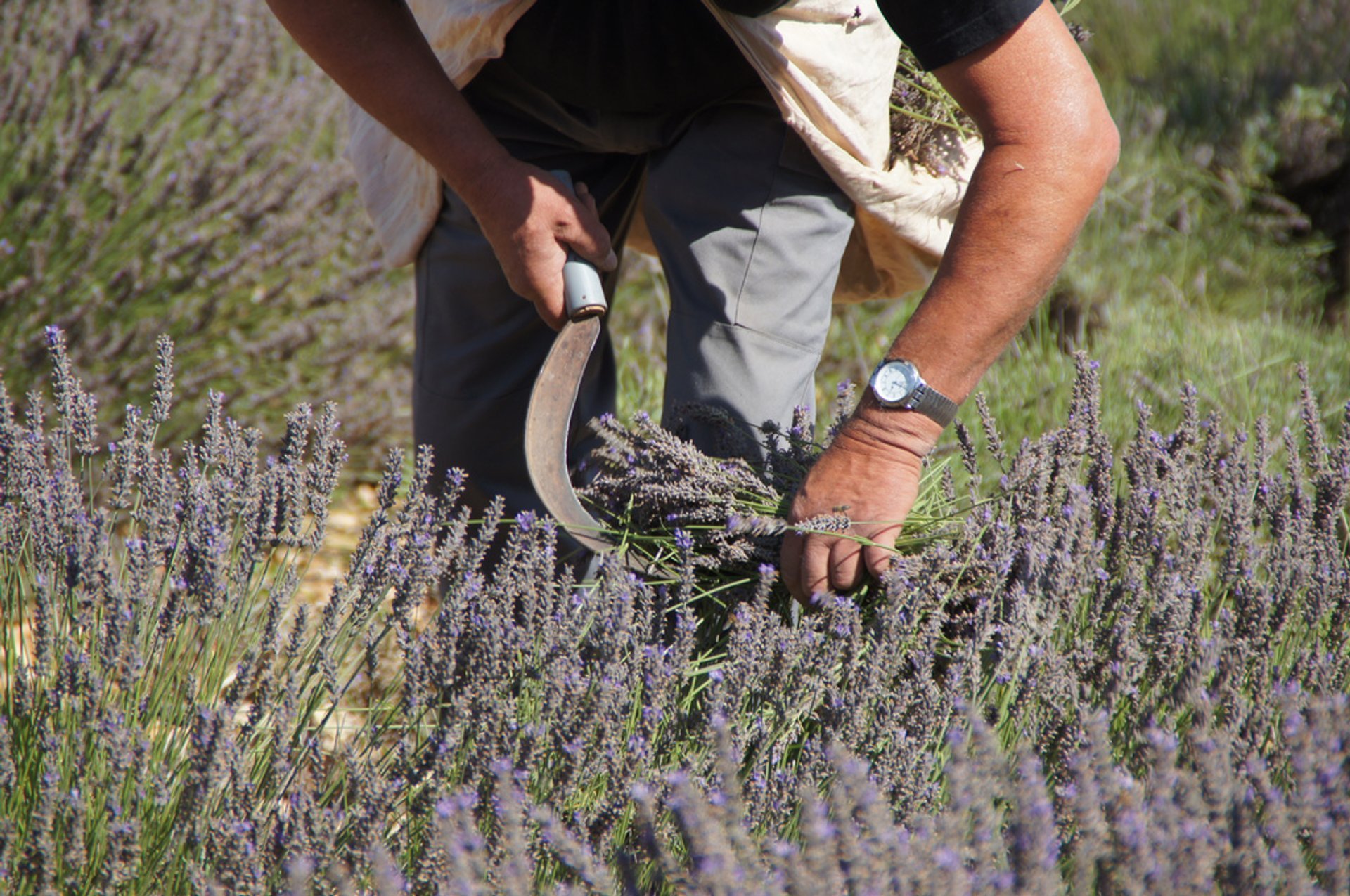 Campos de lavanda em Bloom