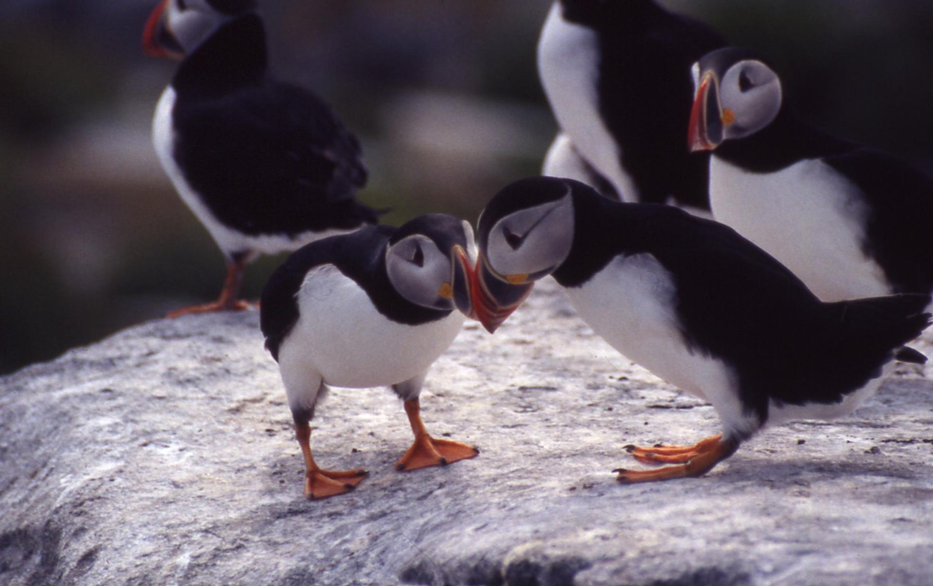 The 4 Best Ways to See Puffins in Maine - Birds and Blooms