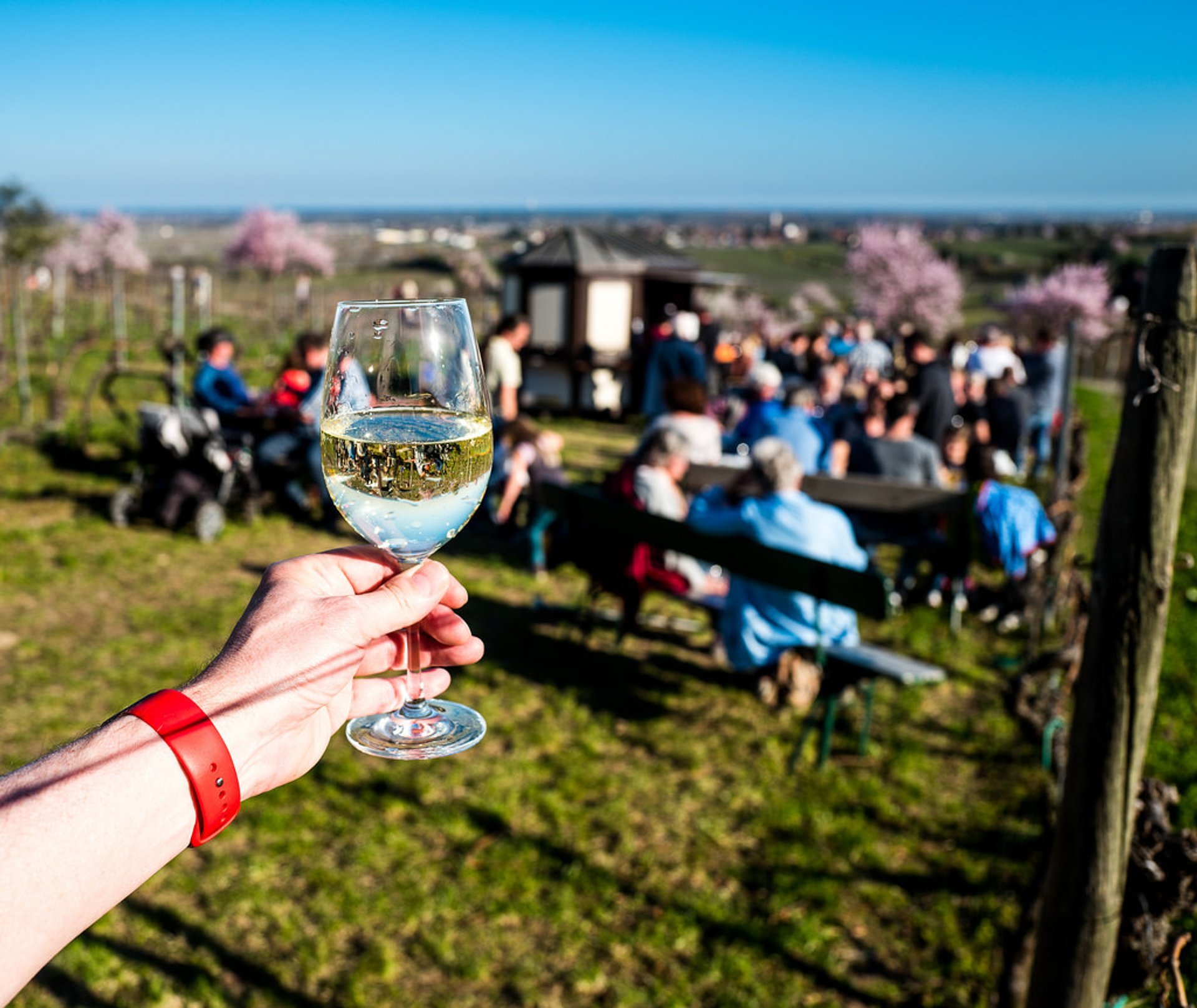 Fleur d'amande le long de la route du vin