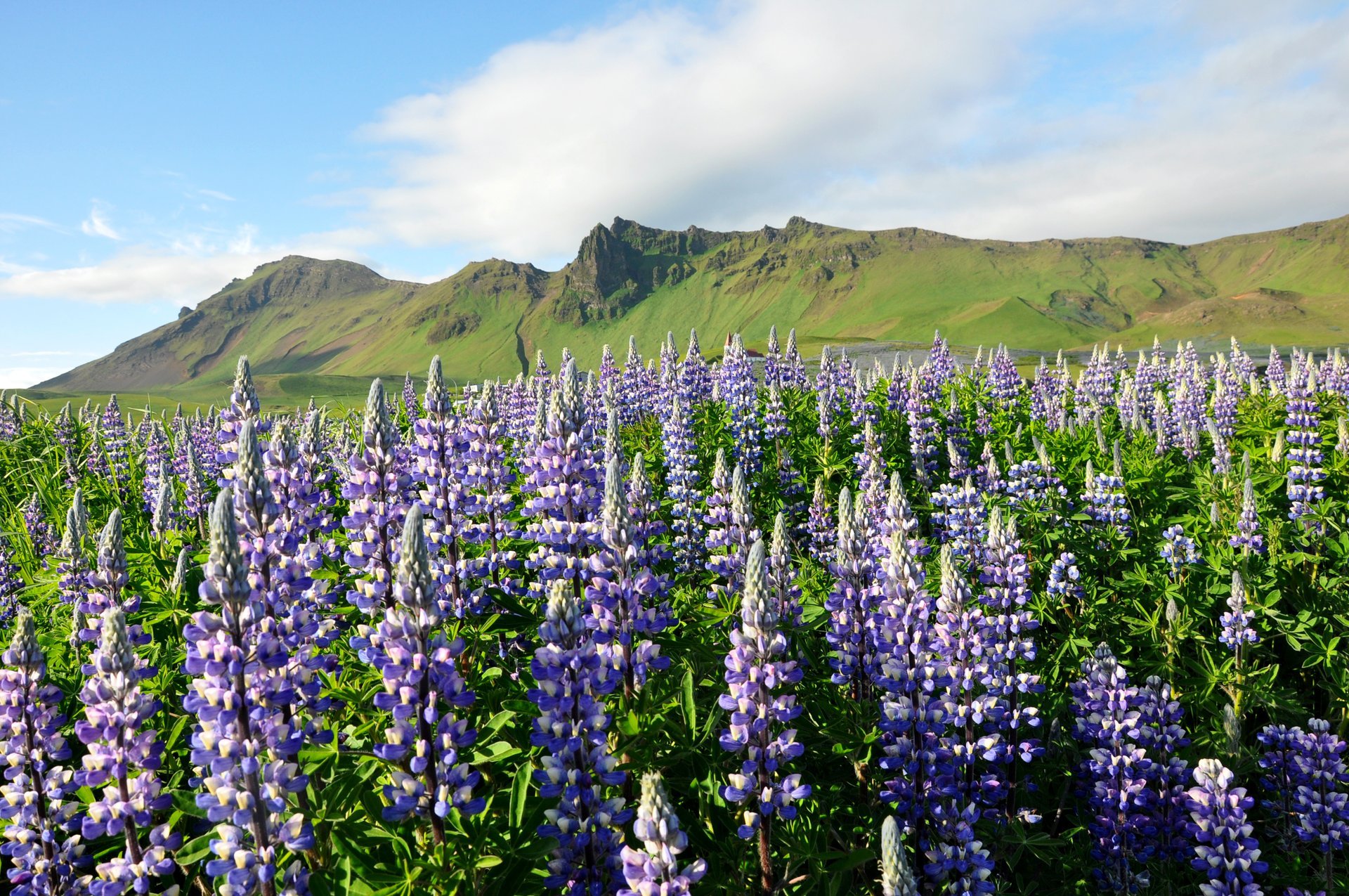 Lupin en flor en Islandia, 2023