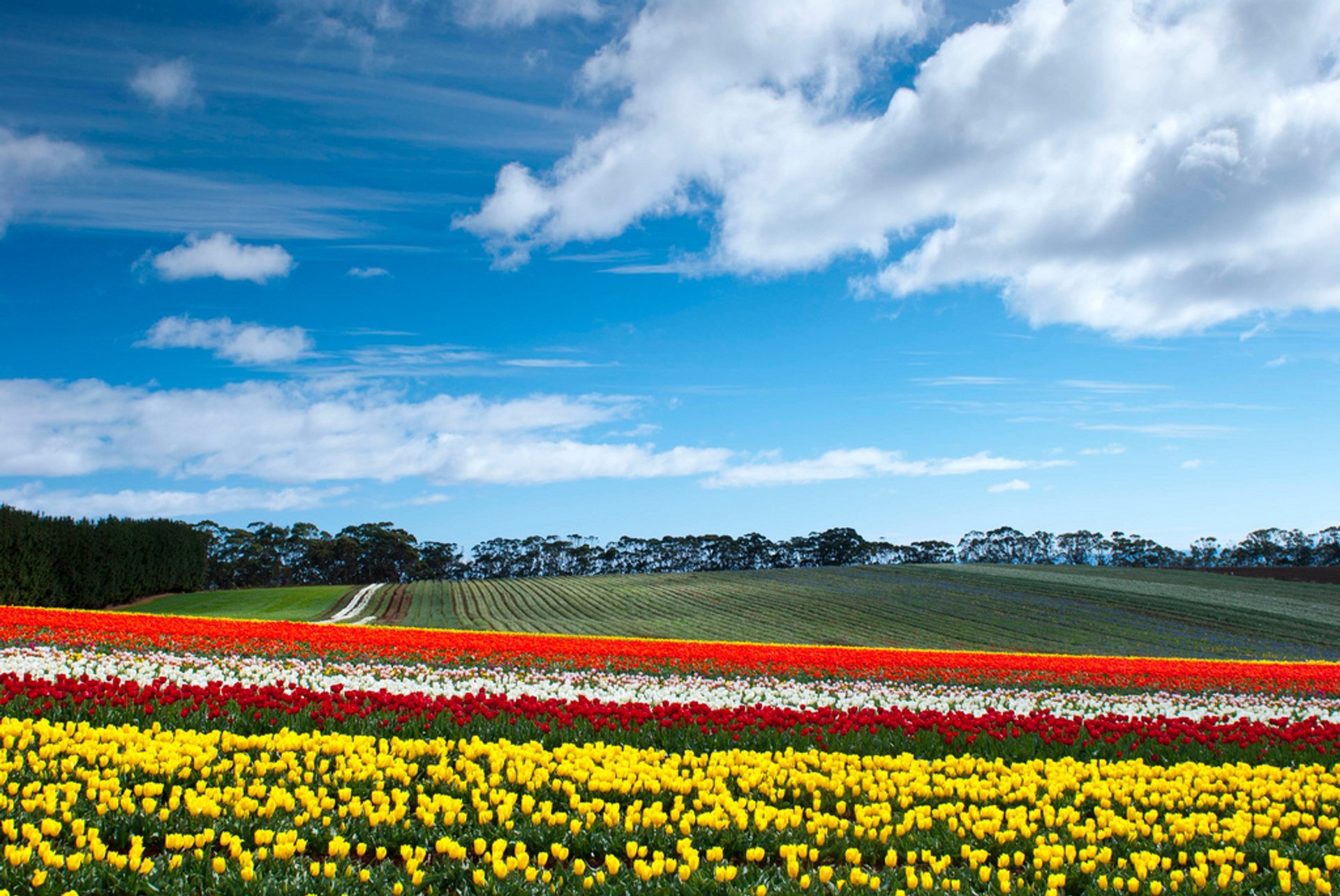 Tulipanes em flor