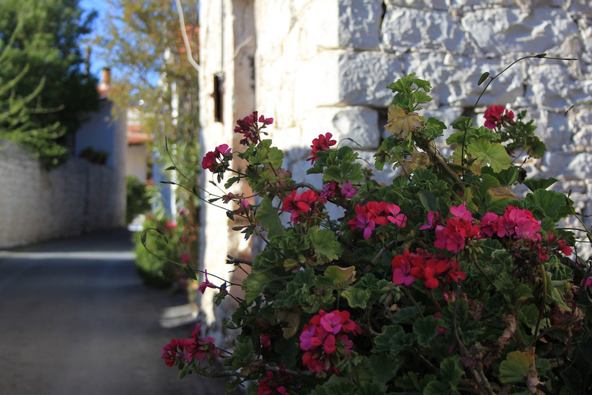 Anthestiria or Flower Festivals