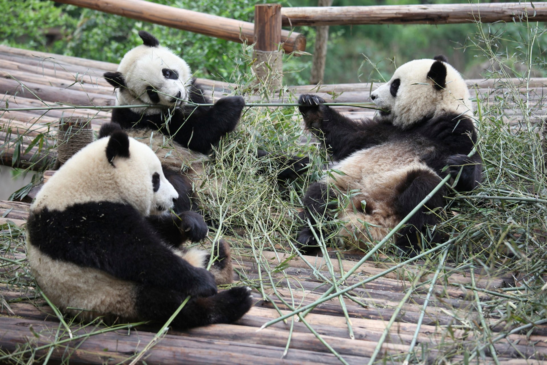 Pandas géants