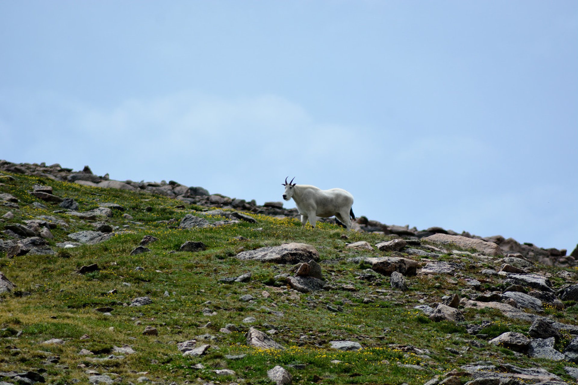 Mount Bierstadt