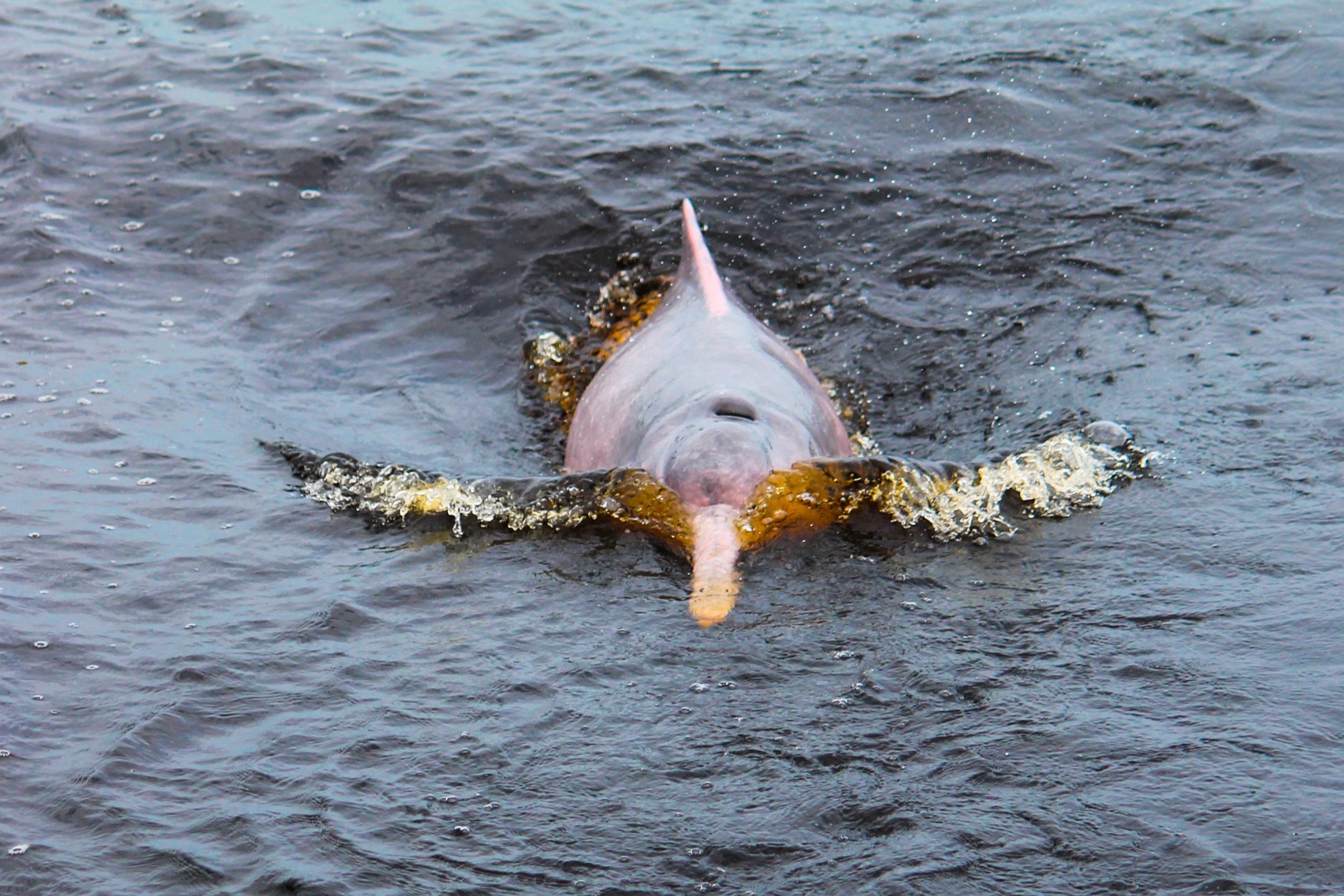 Stagione di allevamento del delfino rosa