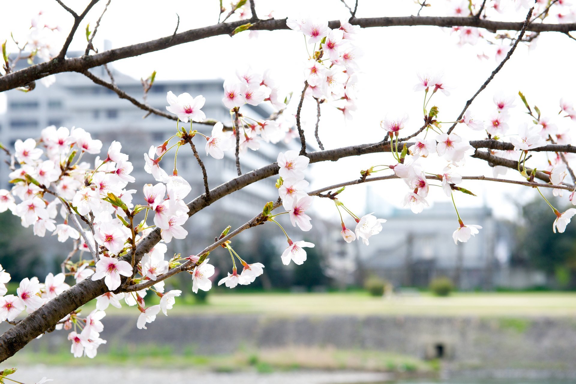 Cerezos en flor