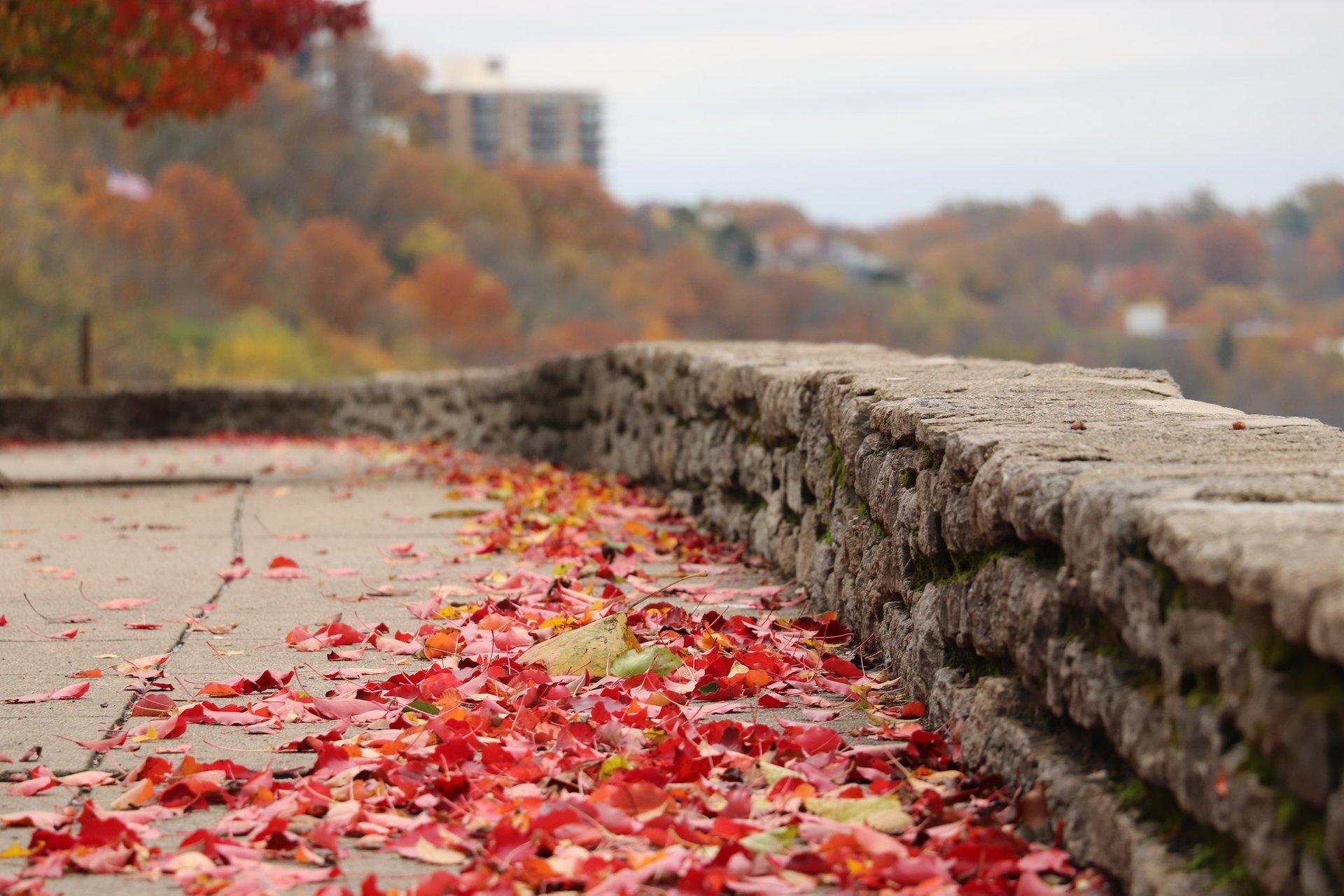 Colori di autunno di Cincinnati