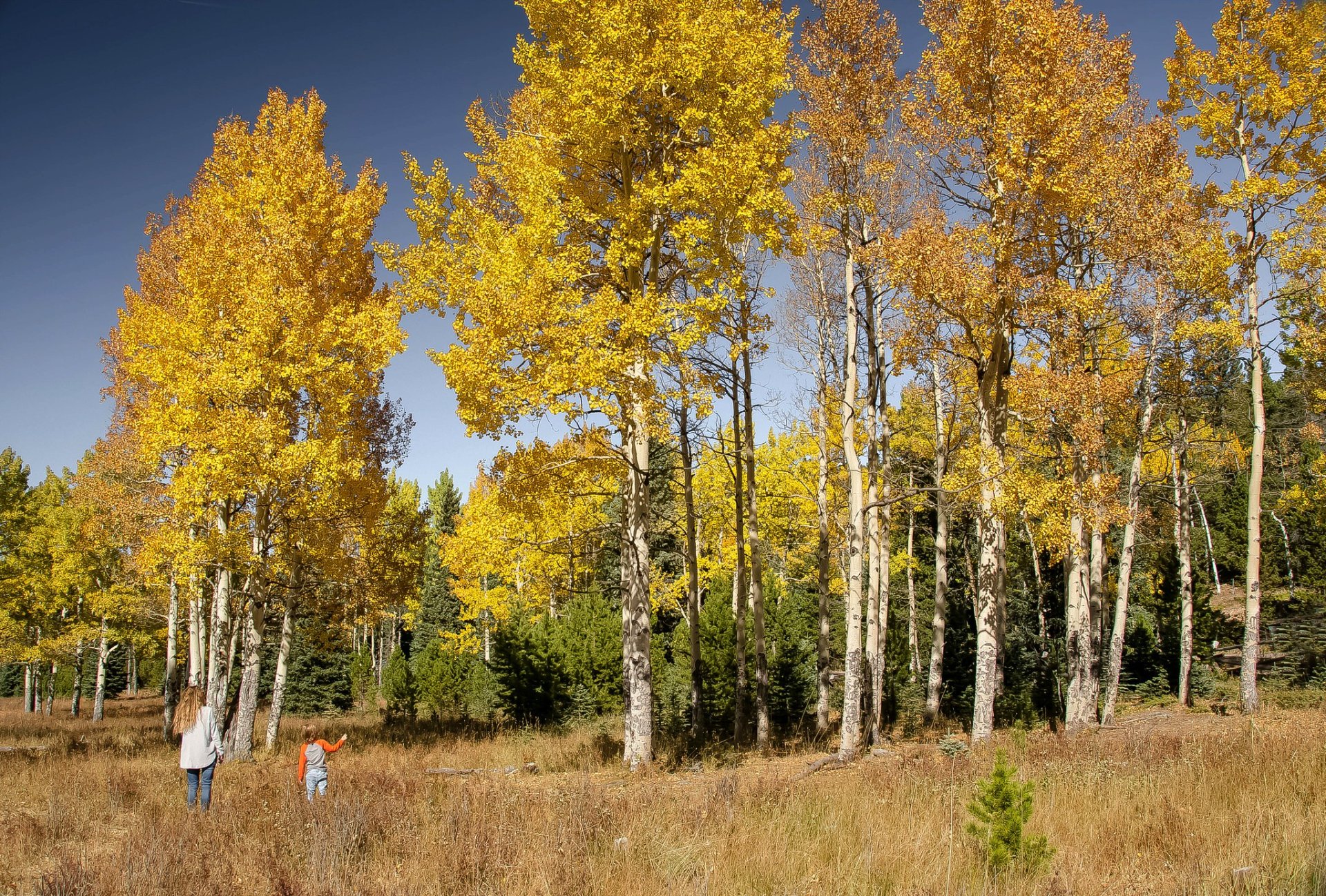 Squaw Pass colori autunnali