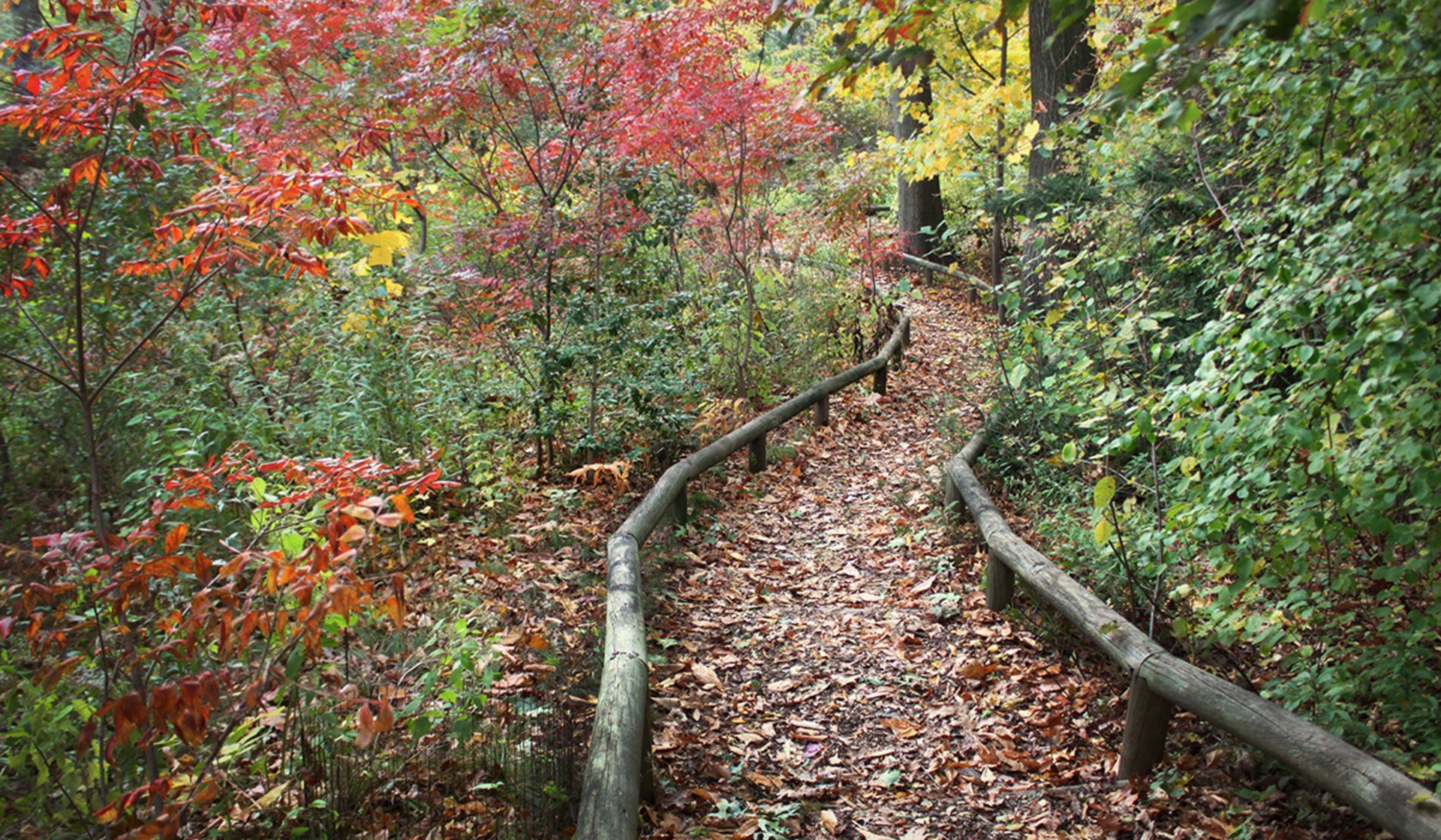 new york foliage forecast 2023