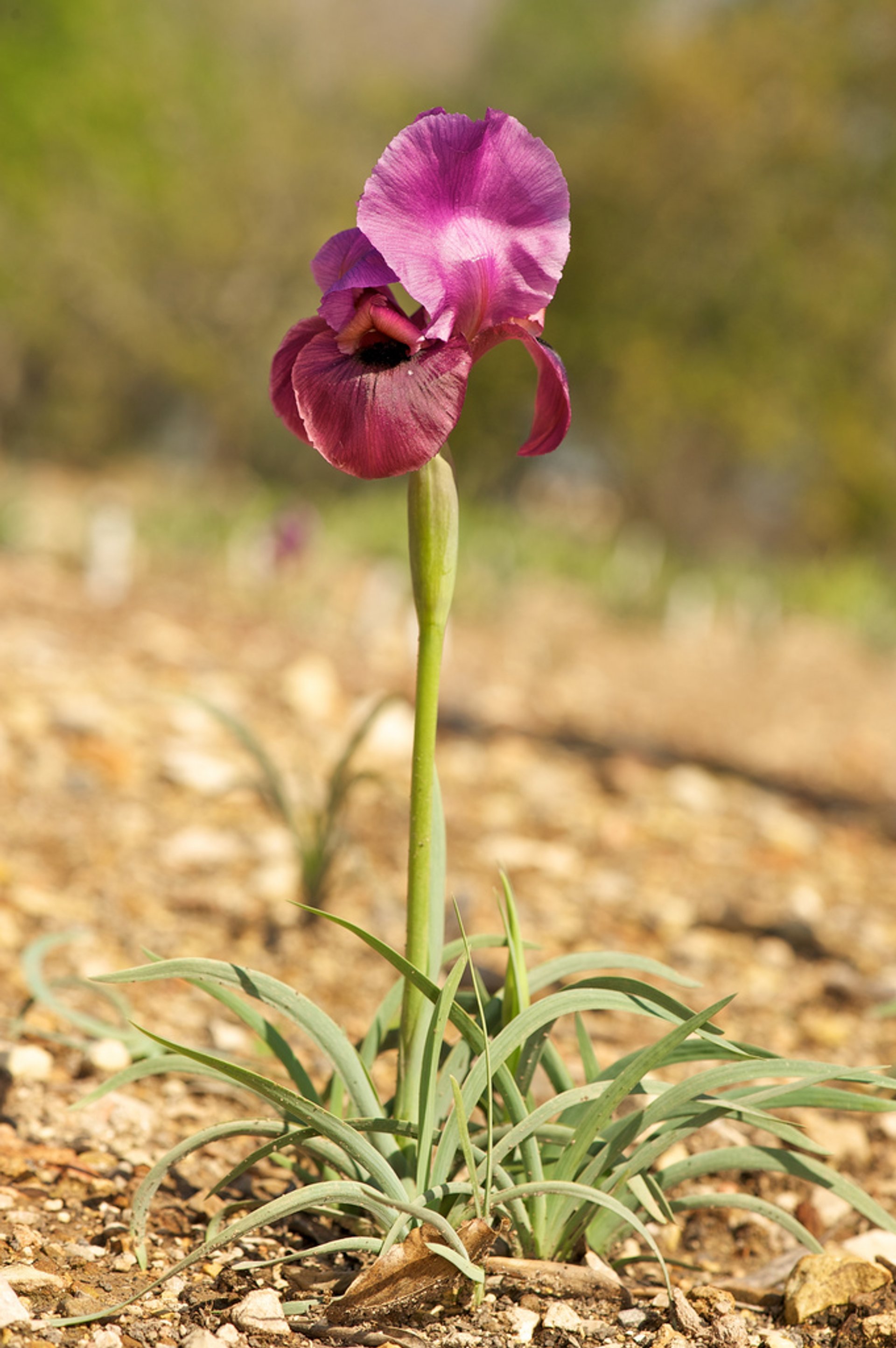 Negev Iris in Blüte