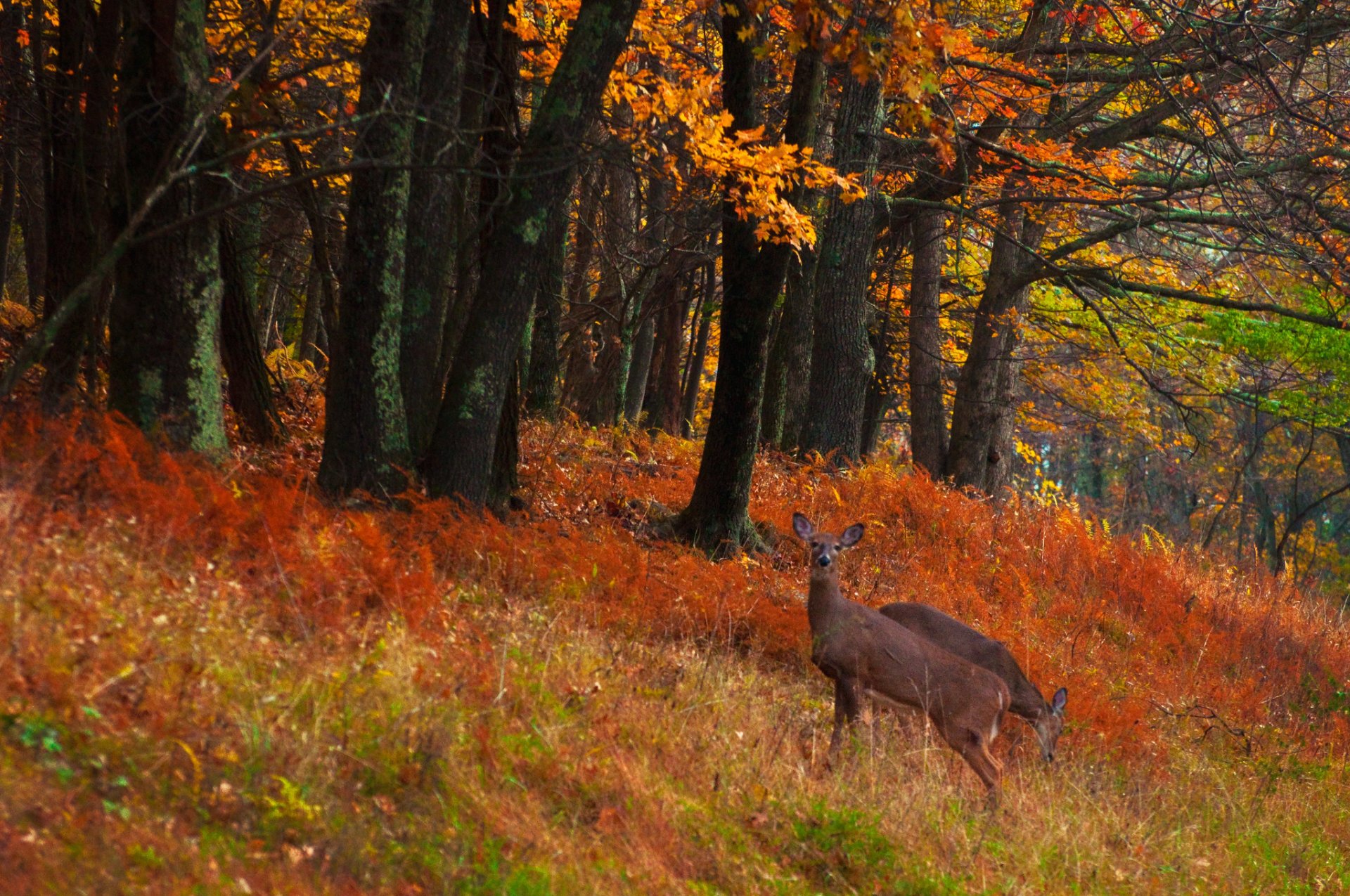 Colores de otoño en Parque Nacional Shenandoah