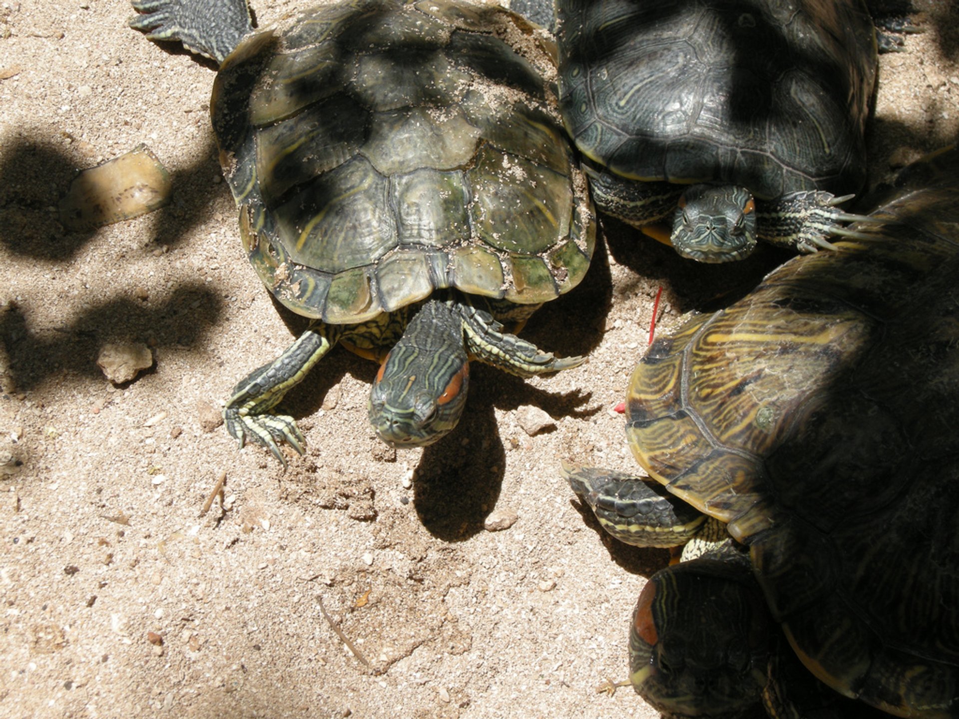 Nidification et éclosion des tortues