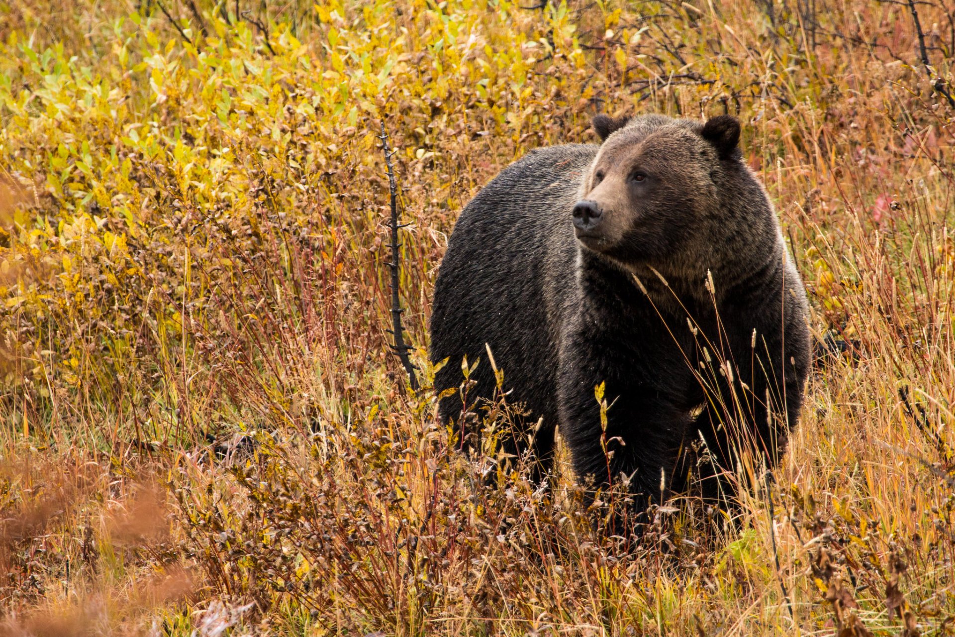 Grande Teton Cores de Outono