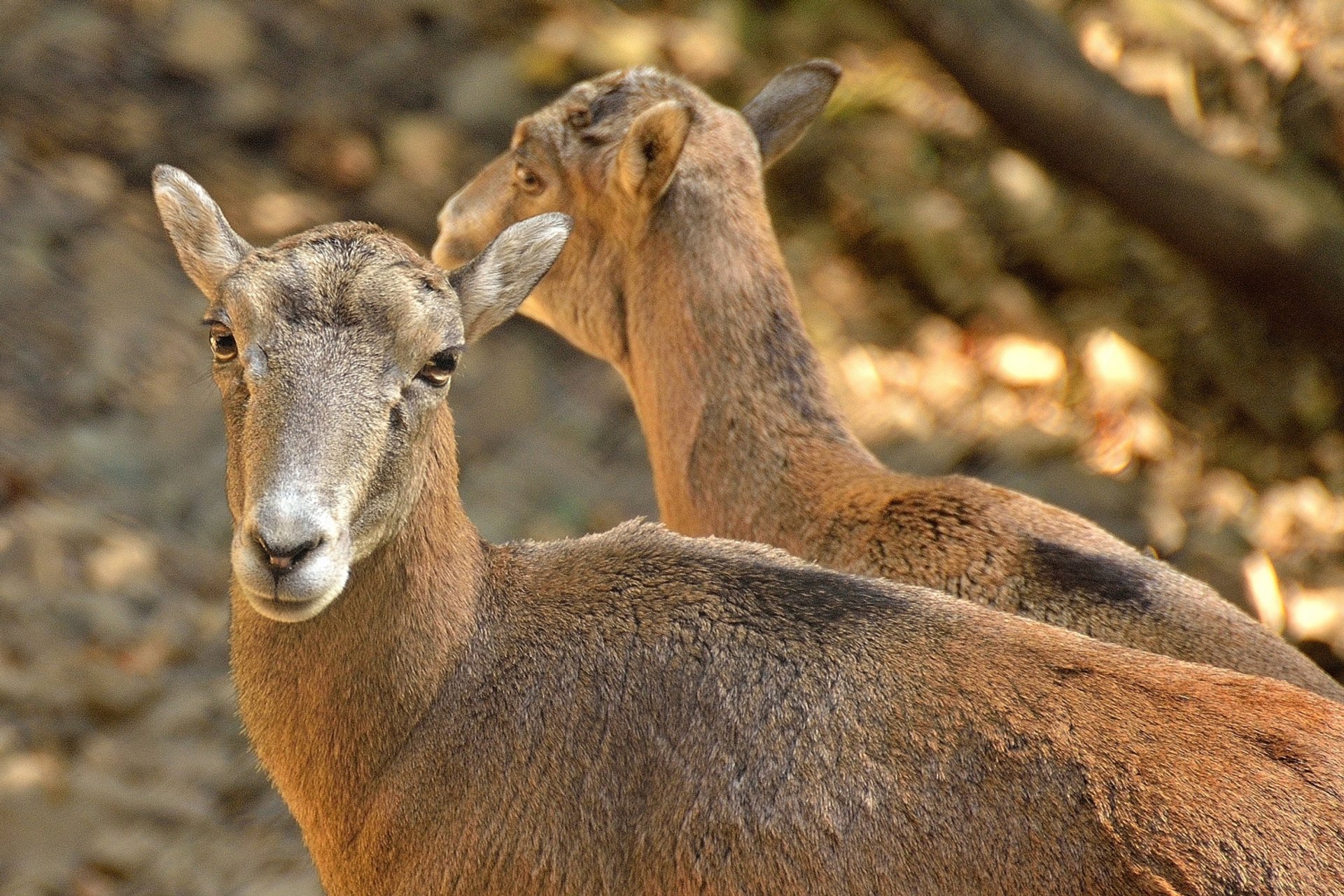 Mouflon de Chipre: Ovejas salvajes