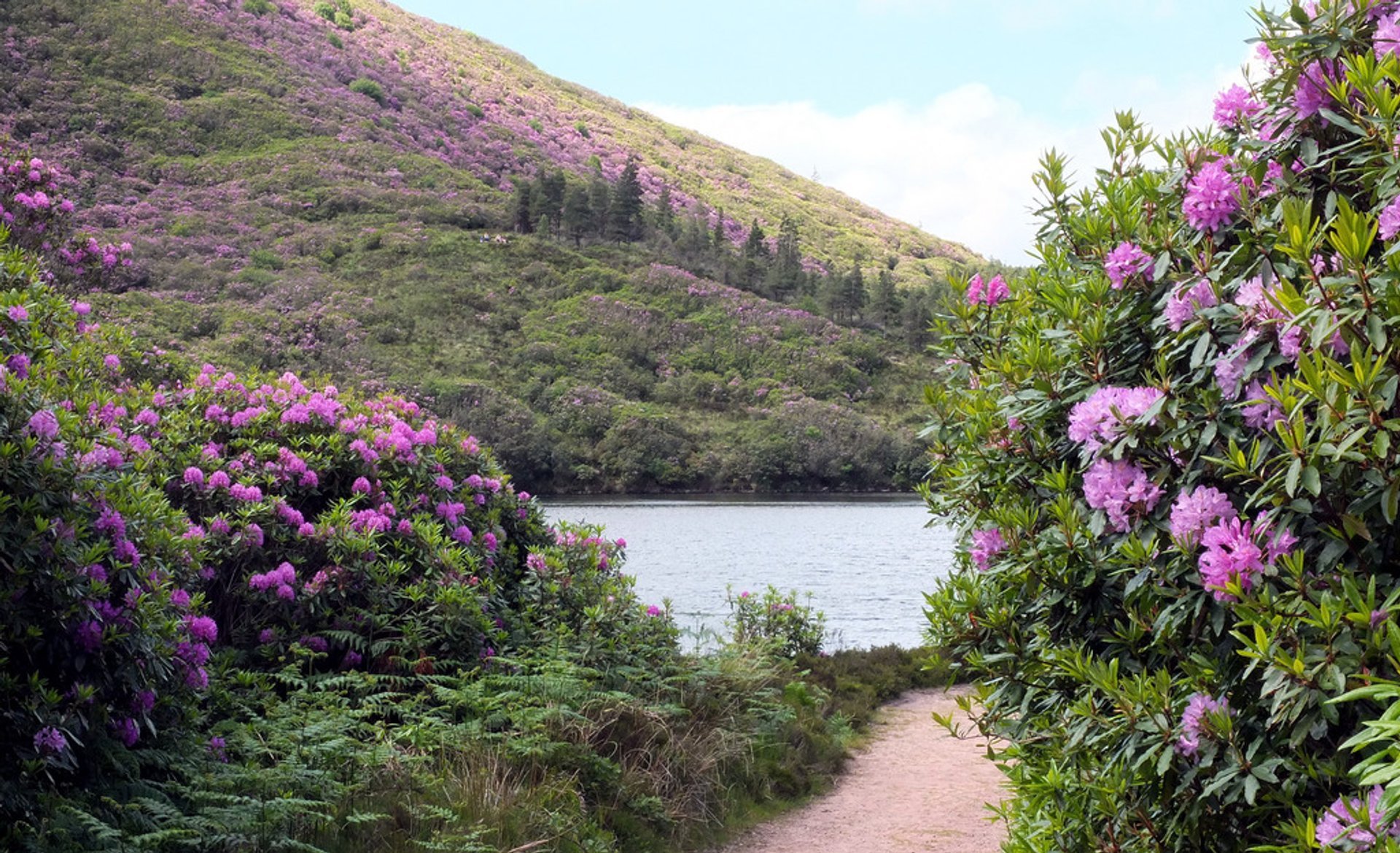 Vee Pass Rhododendrons