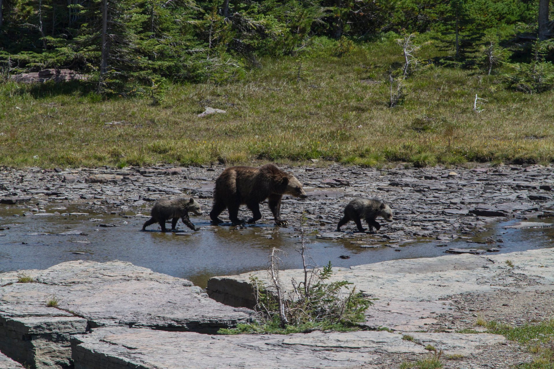 Orsi Grizzly nel Parco nazionale del ghiacciaio