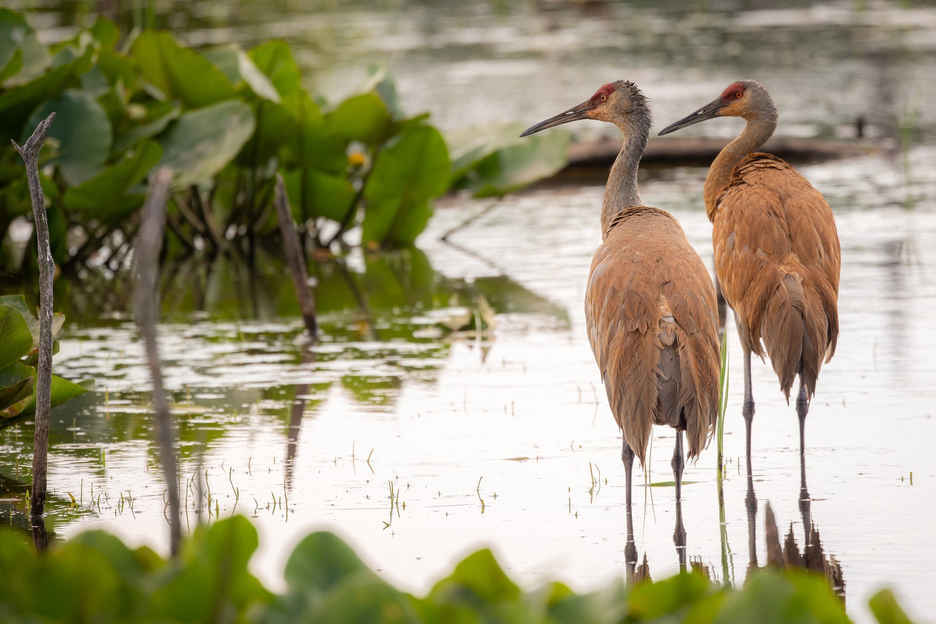 Sandhill Cranes