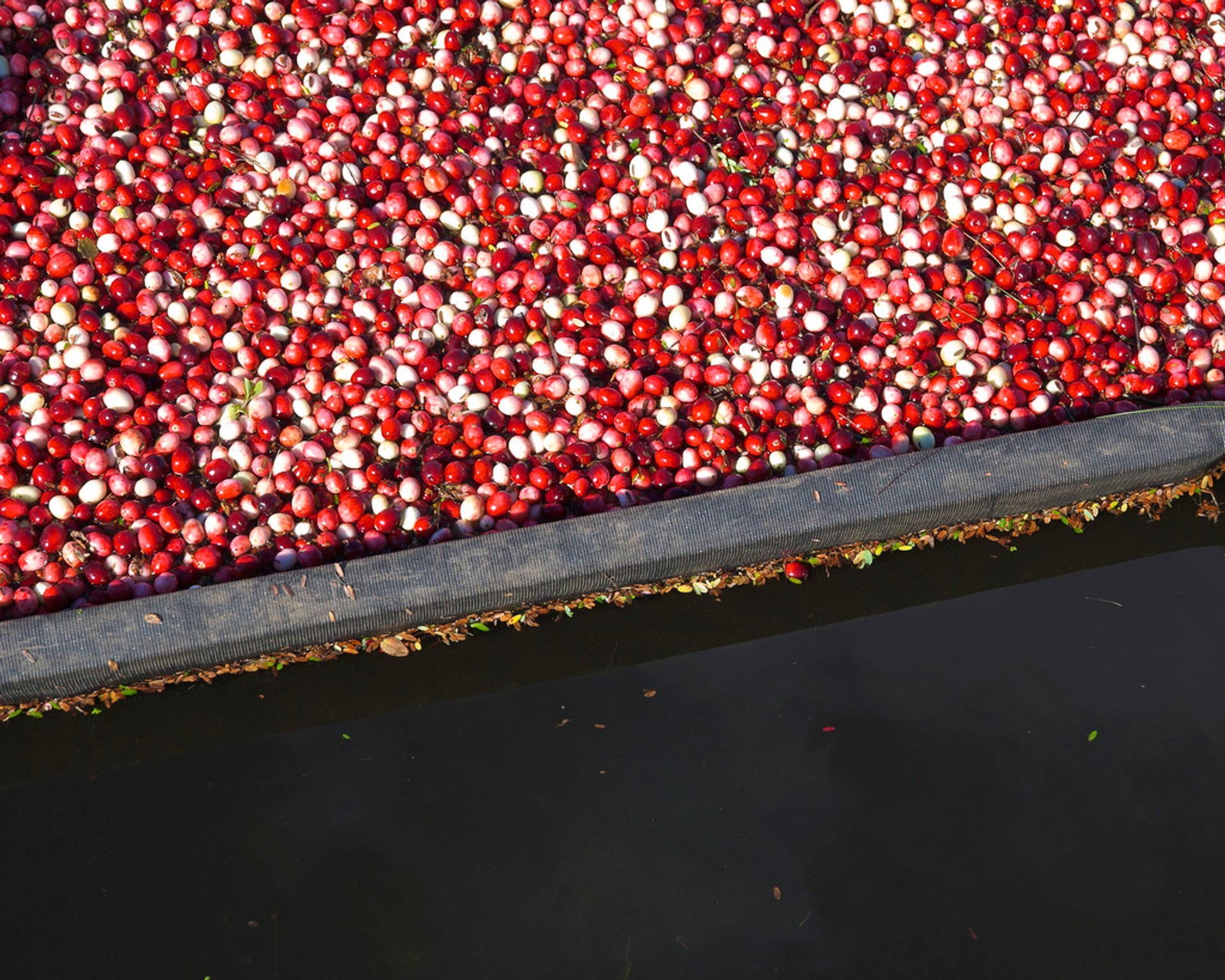 Raccolta del mirtillo rosso del Wisconsin