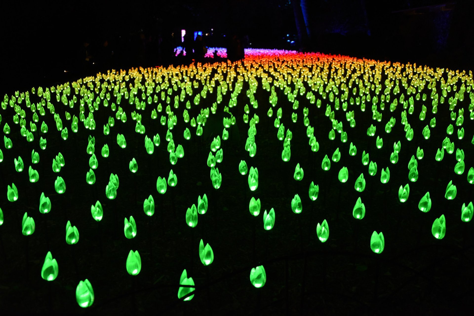 Enchanté: Forêt de lumière