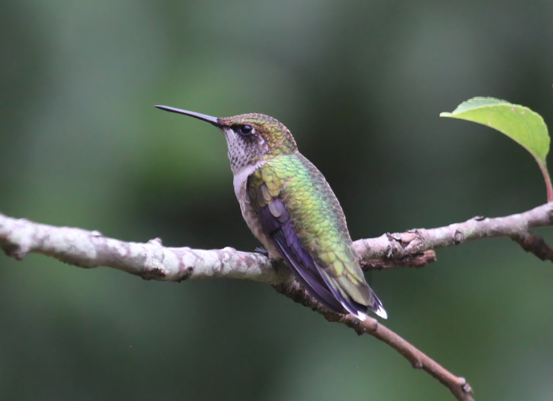 North Carolina Hummingbirds 