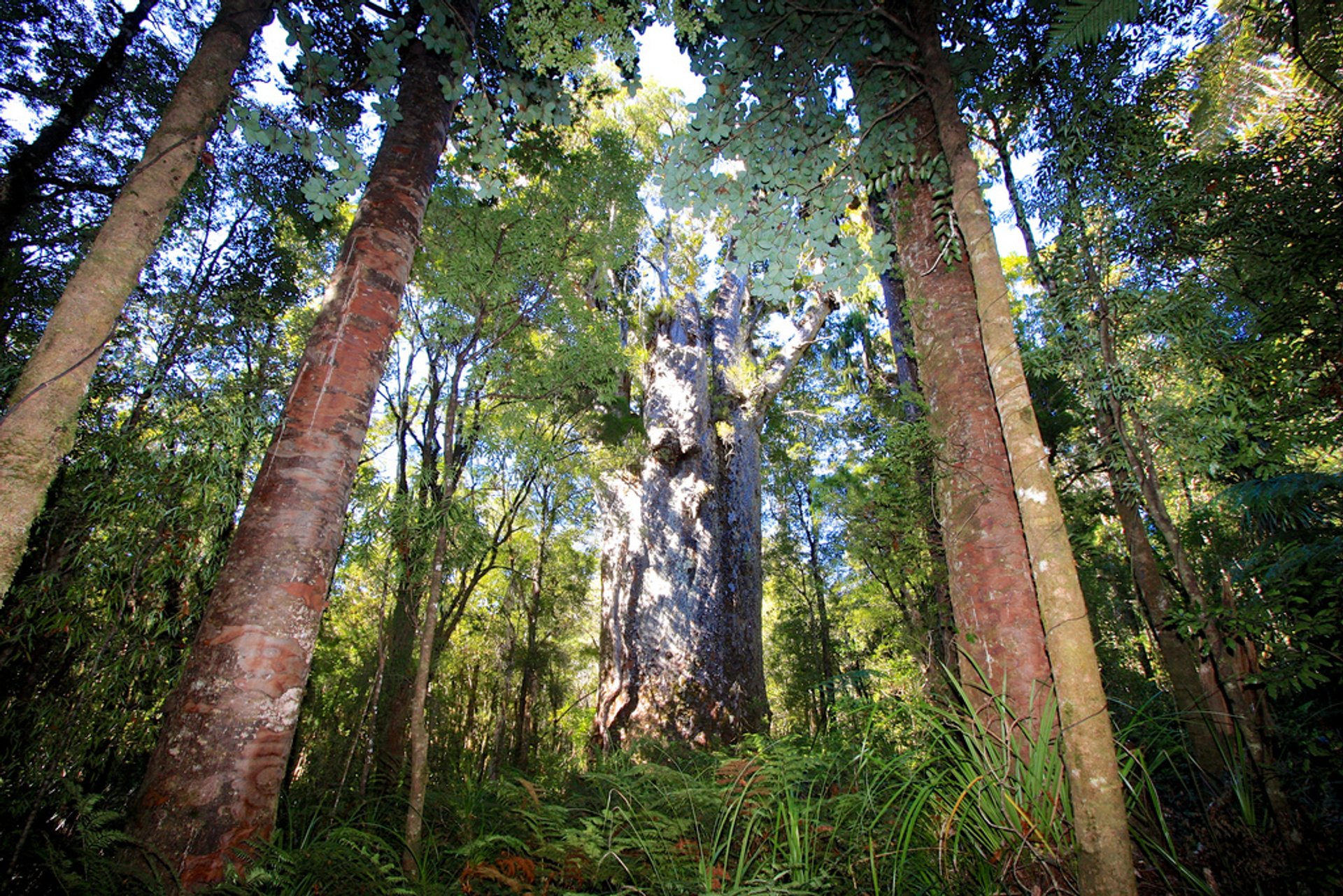 Floresta de Waipoua