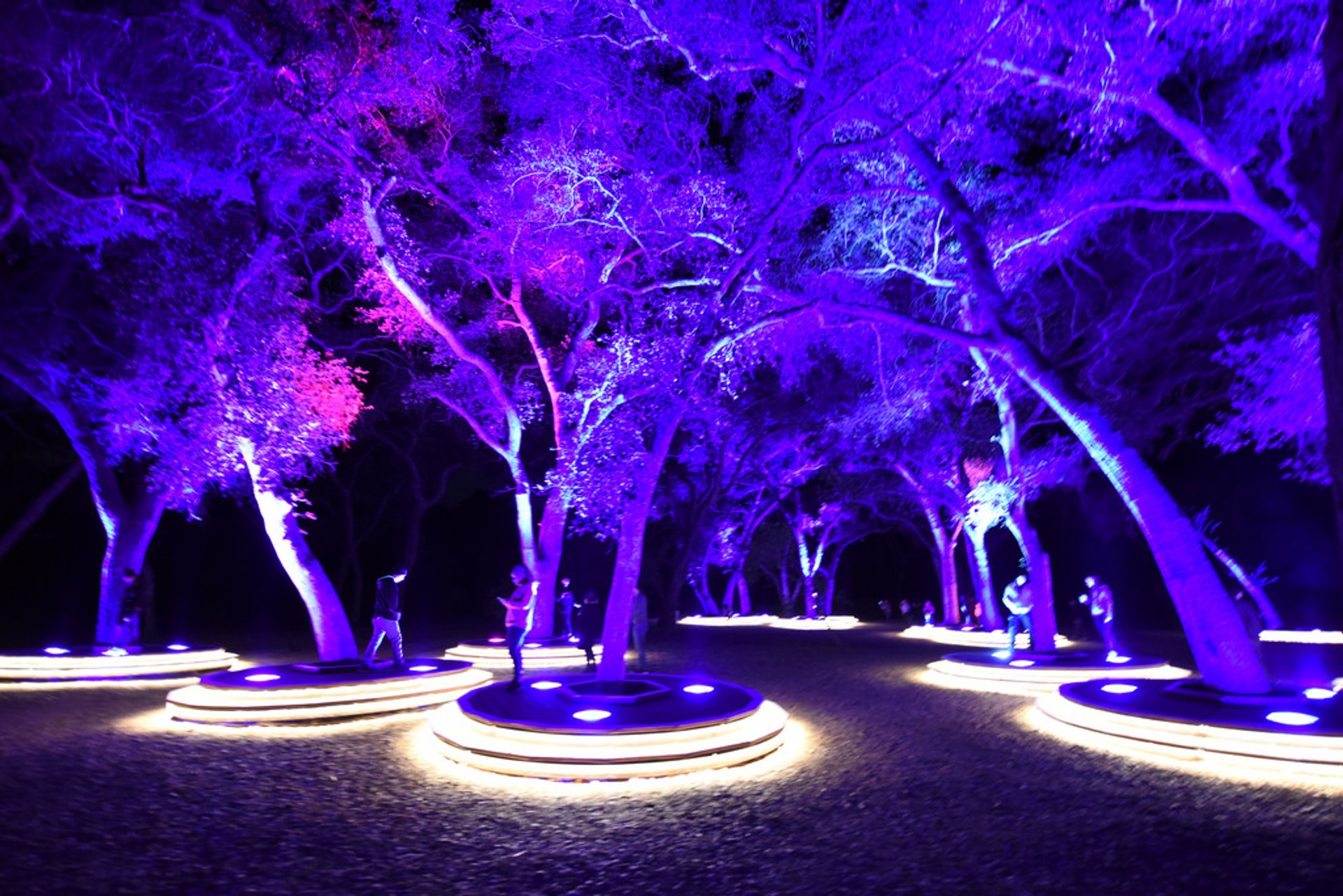 Enchanted: Forest of Light