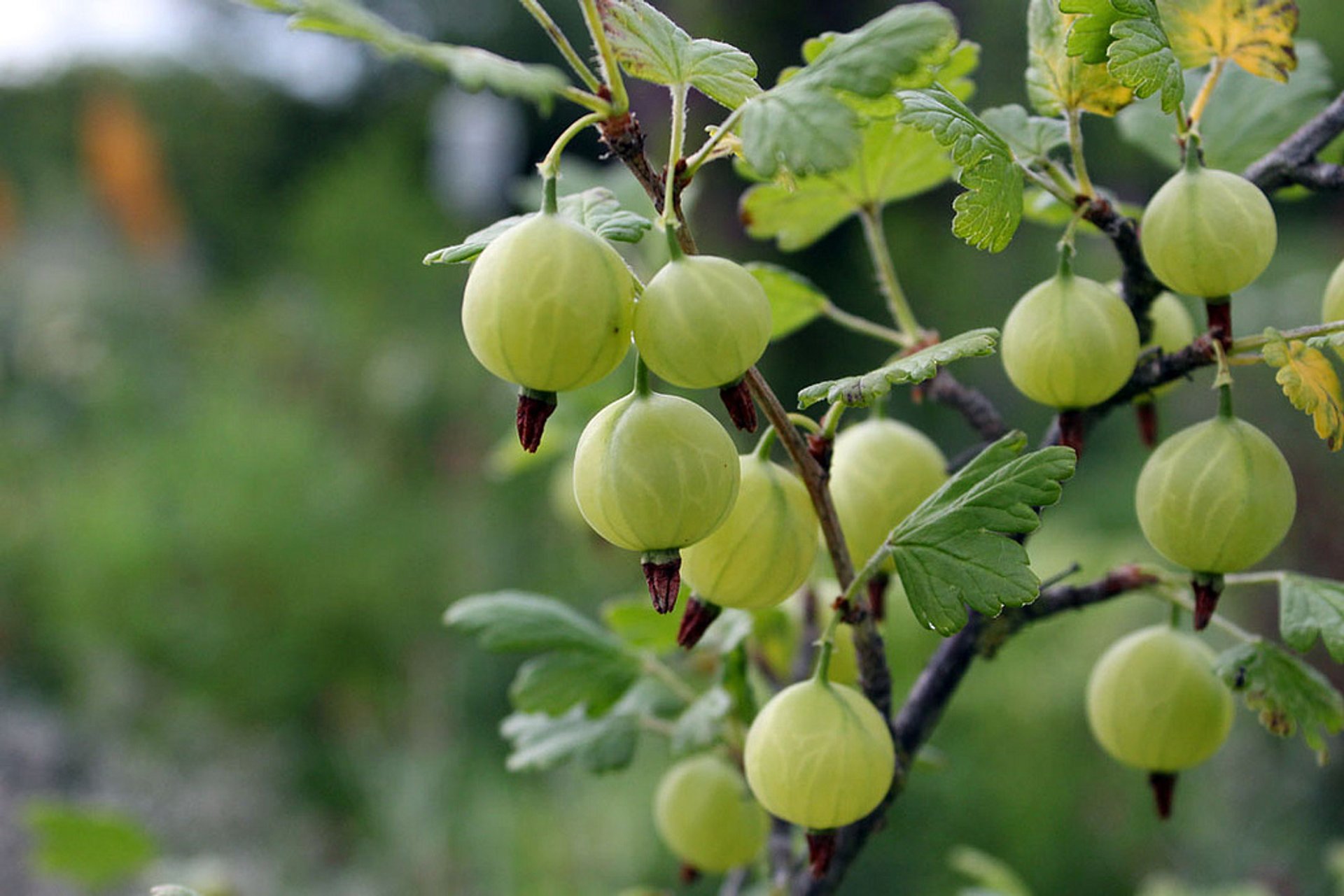 Stagione dei frutti di bosco