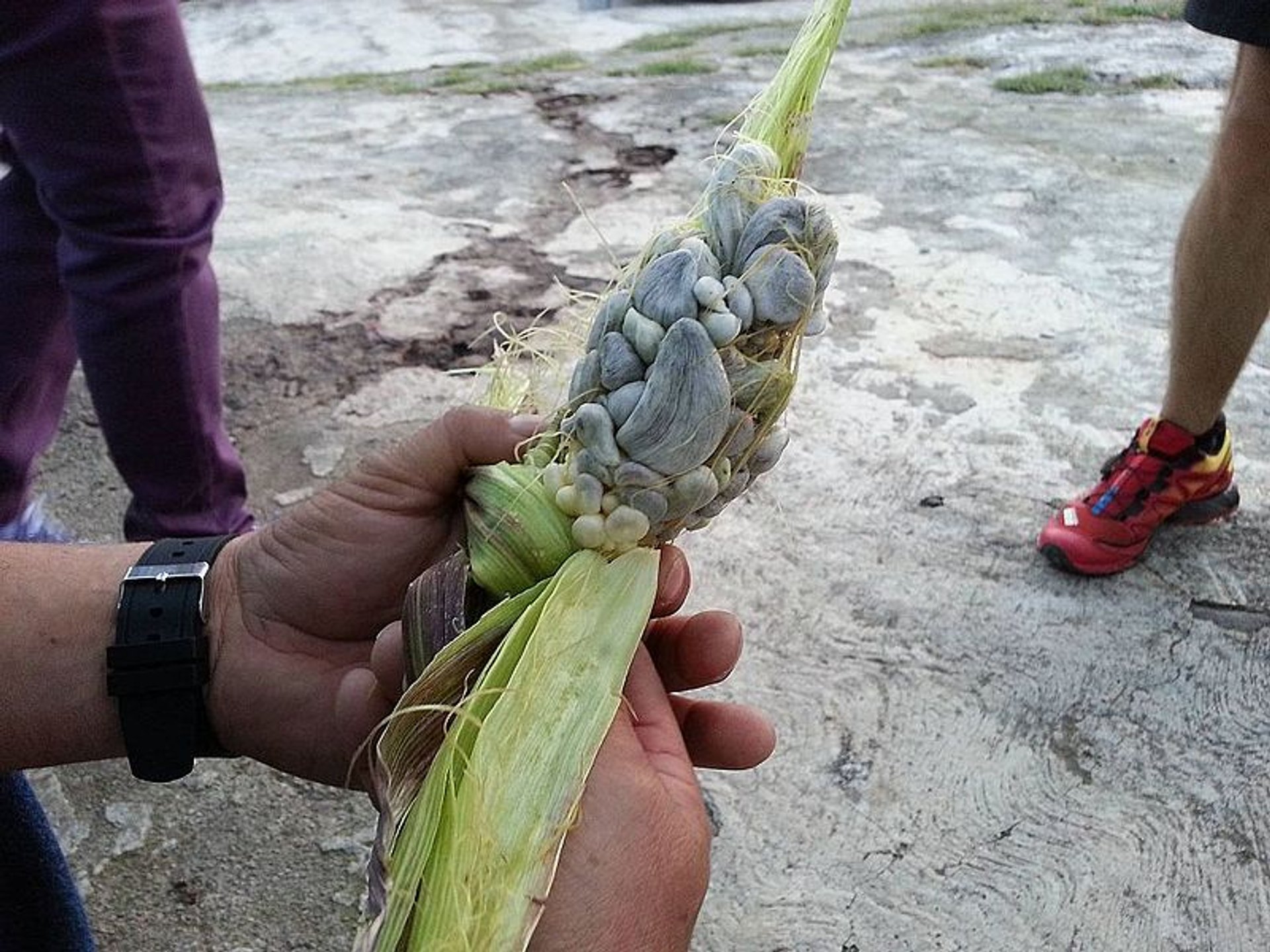 Huitlacoche or Corn Smut