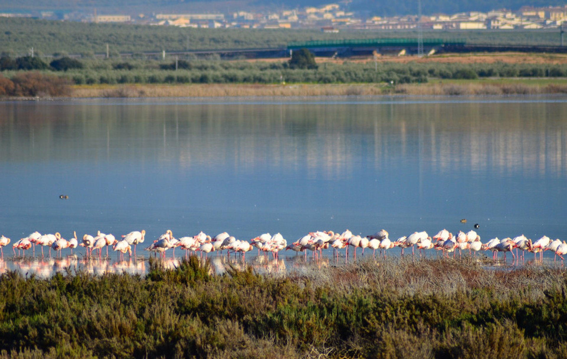 Les flamants de Fuente de Piedra 