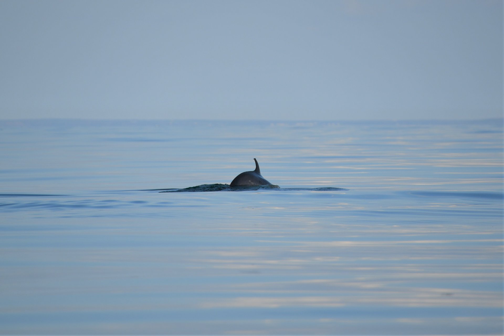 Whale und Dolphin beobachten in Wales