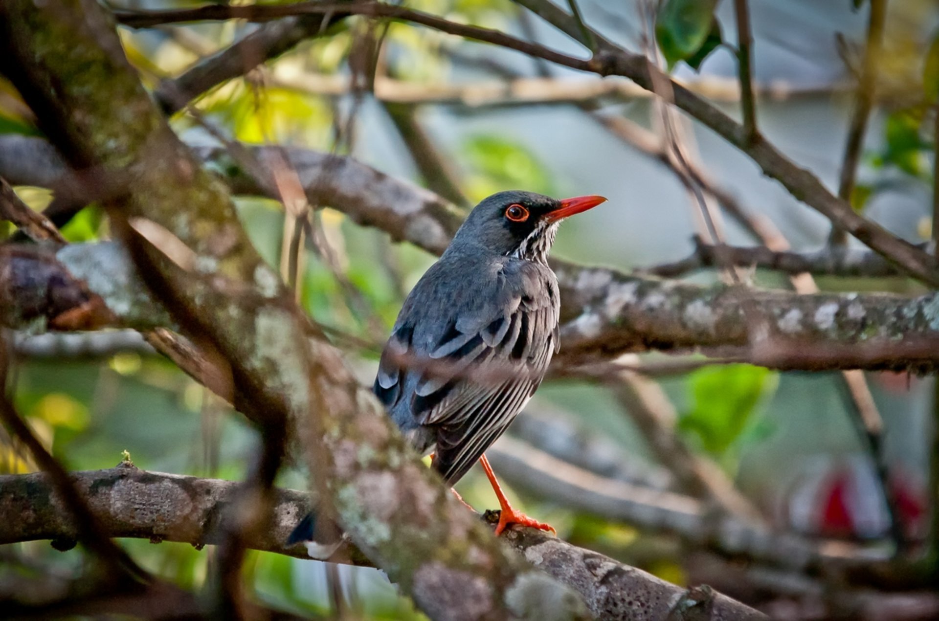 Birdwatching