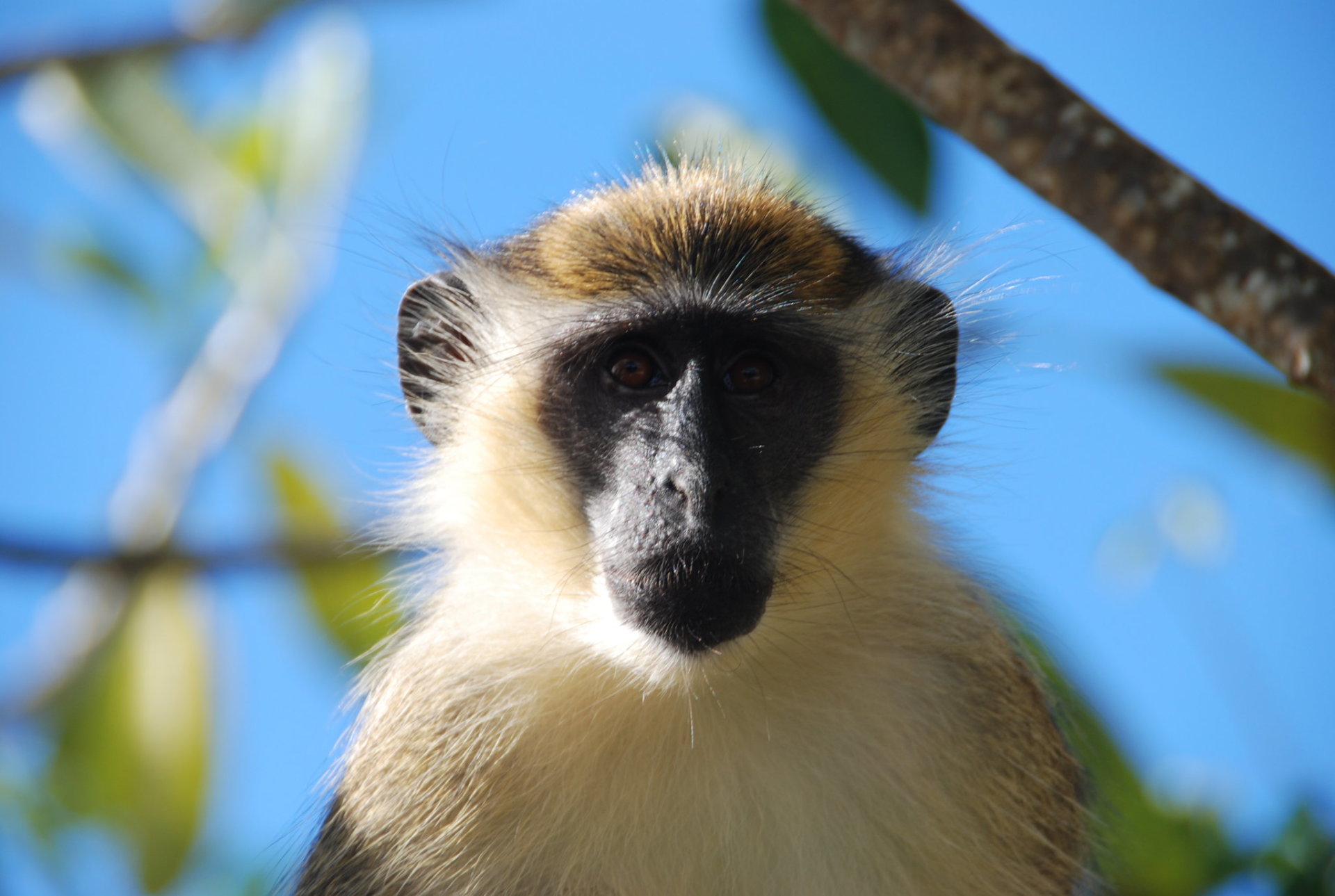 Cercopiteco gialloverde