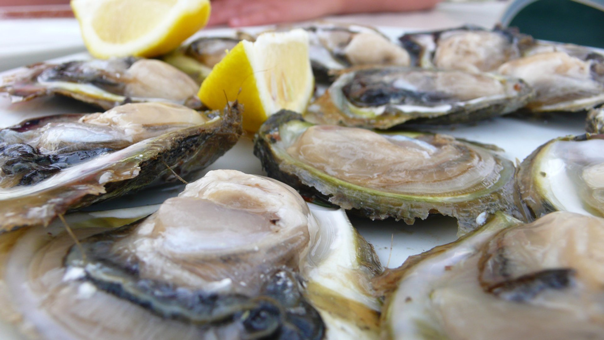 Oysters Season