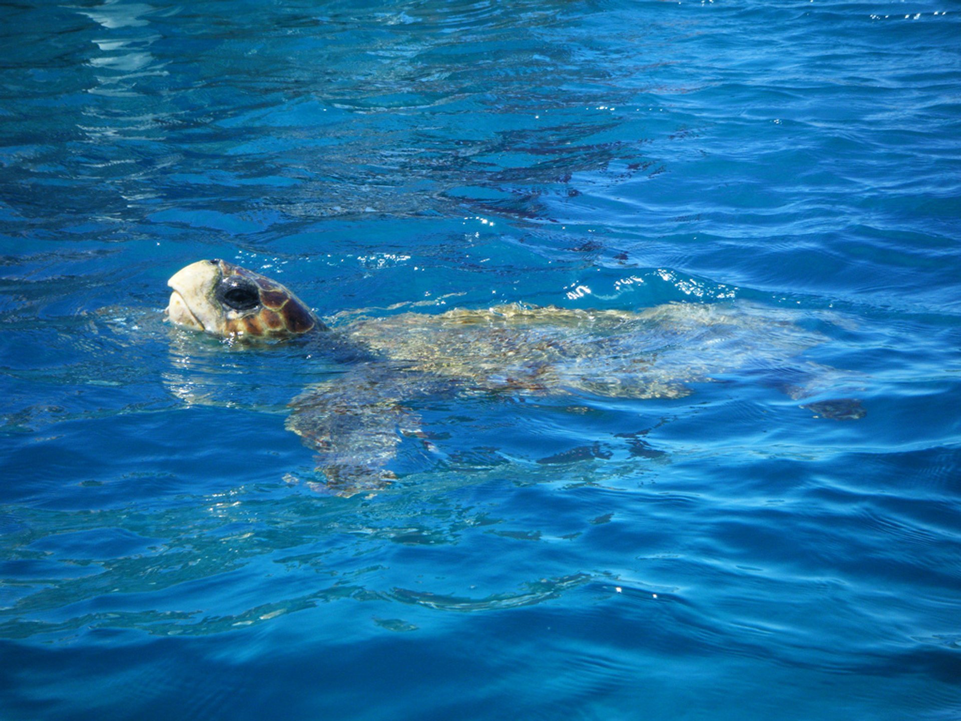 Tortugas de mar