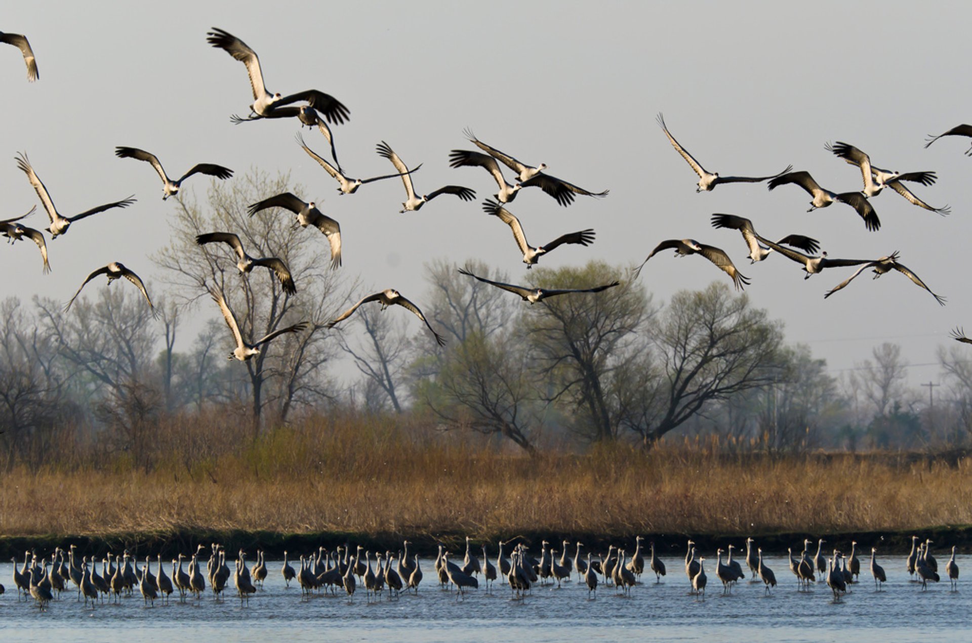 Migration de la grue du Canada