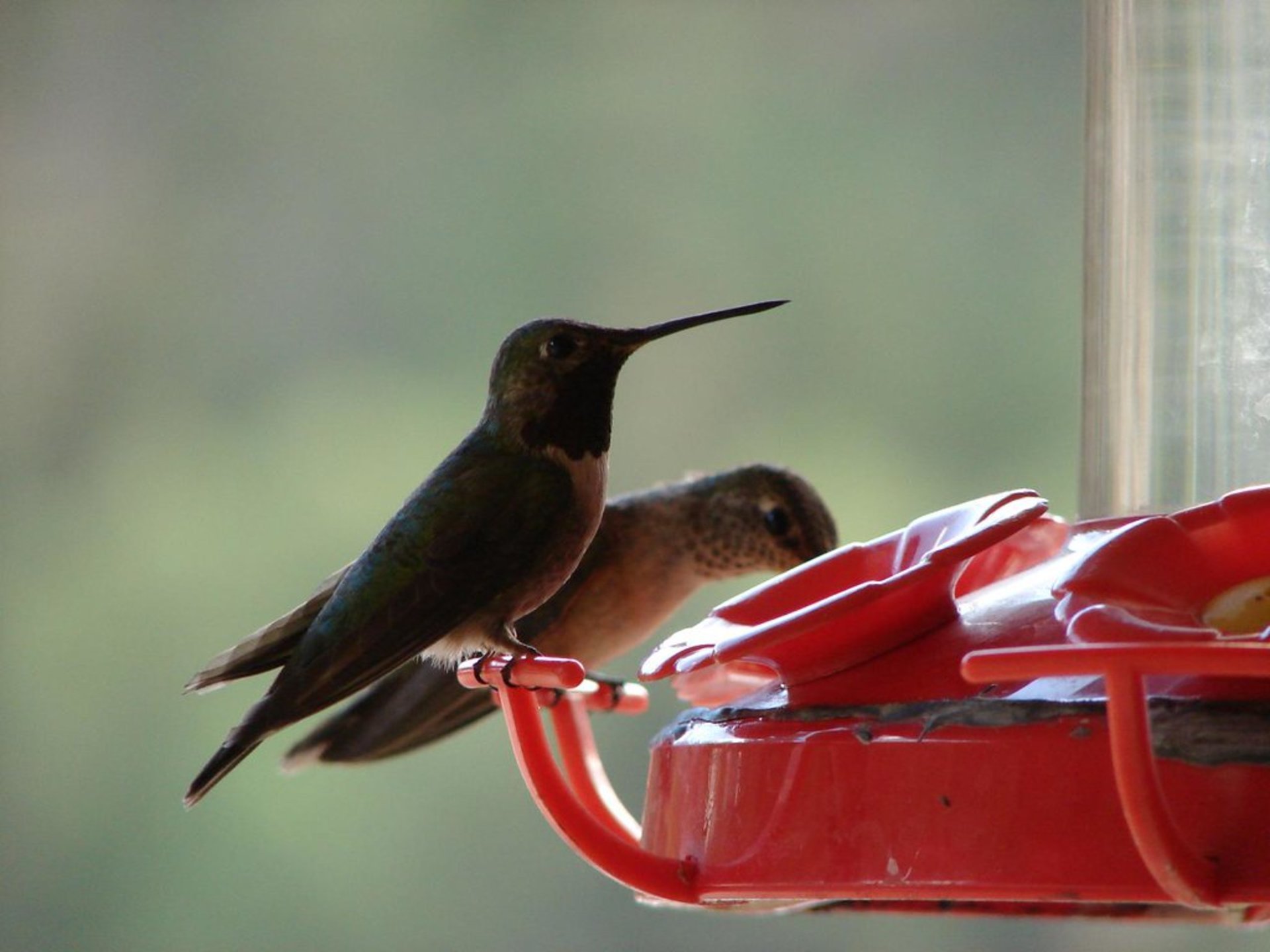Best Time to See Hummingbirds in New Mexico 2024 When to See Rove.me
