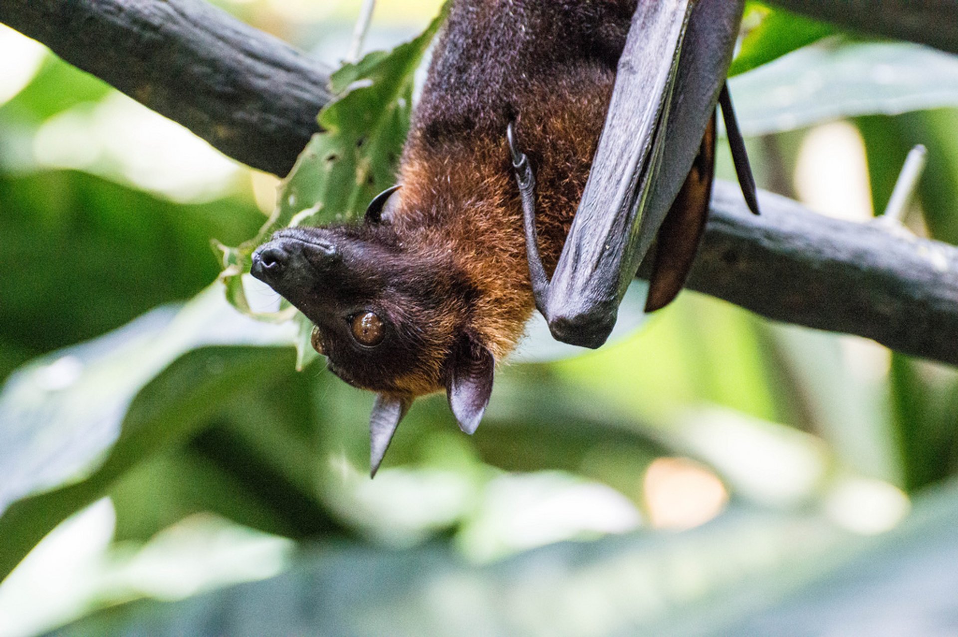 Best Time For The Flying Fox In Singapore 2024 When To See Rove me