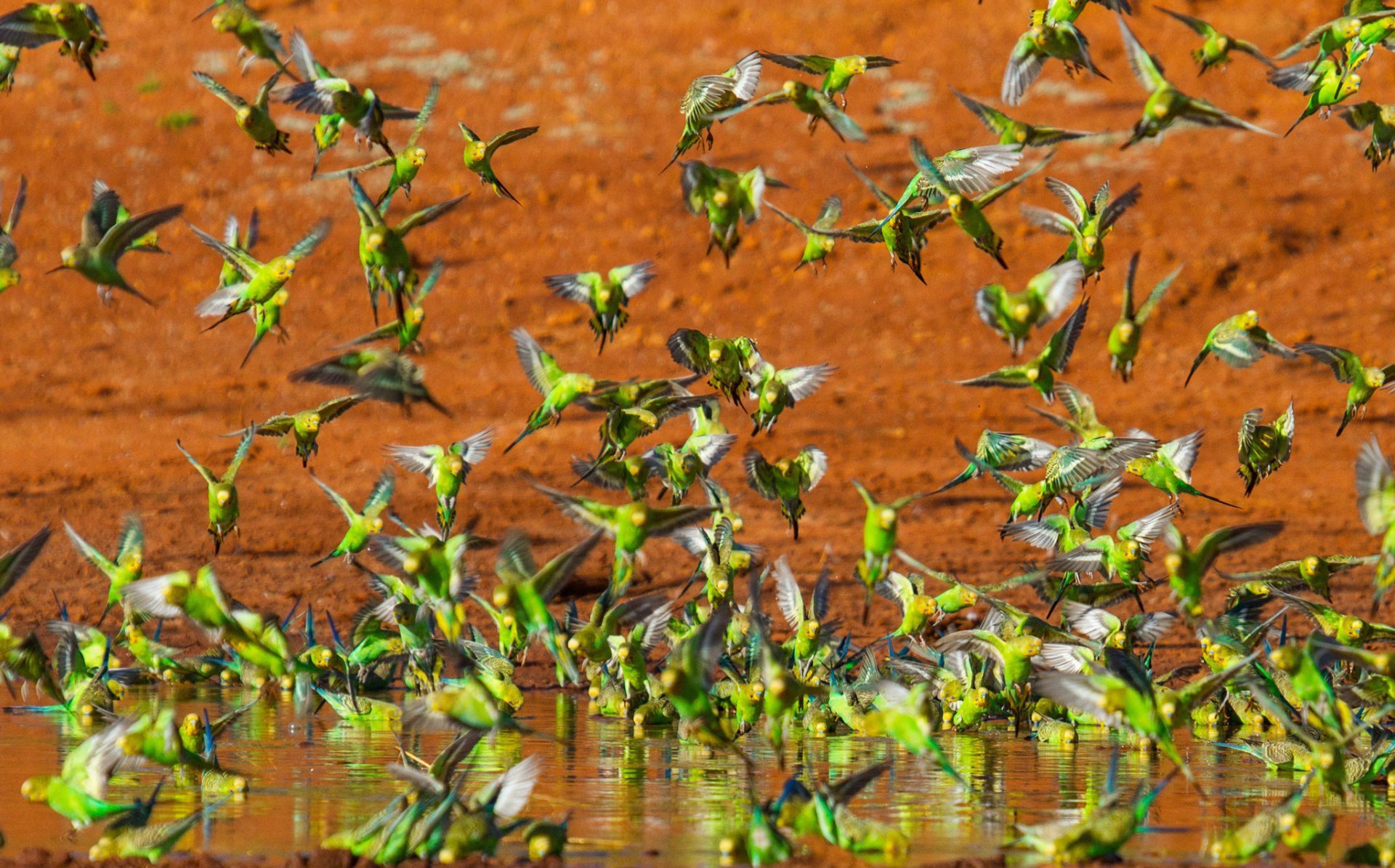 Budgie Tornado