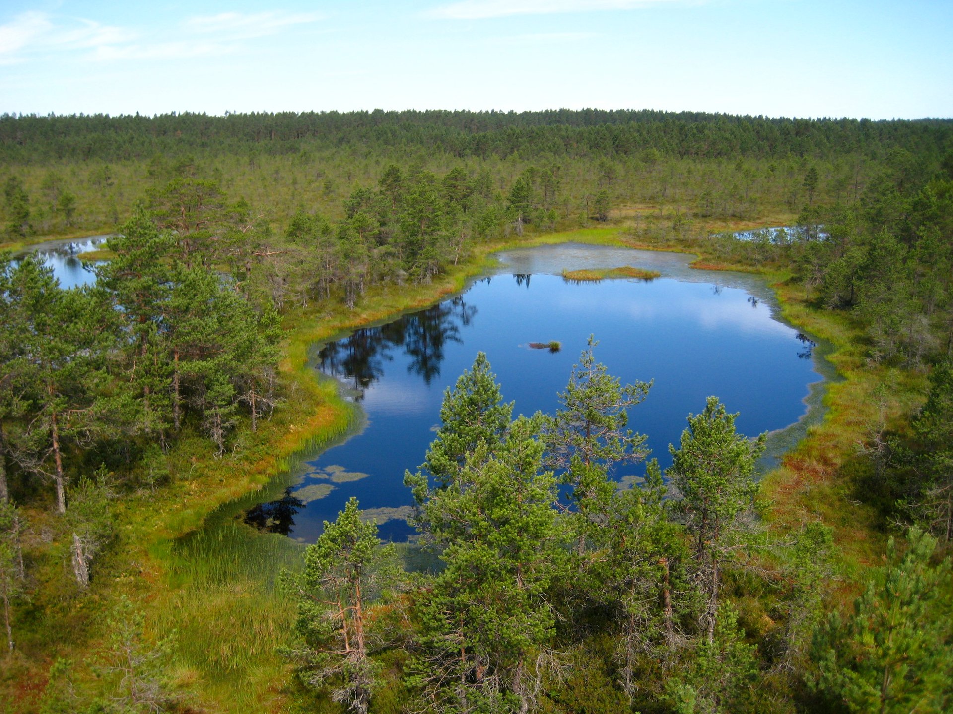 Bog Walking