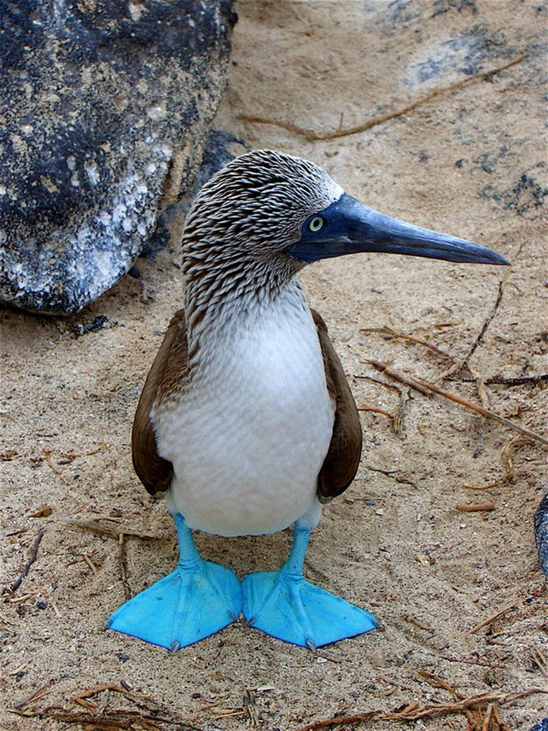 Booby bleu-footed chantant sa danse d'accouplement