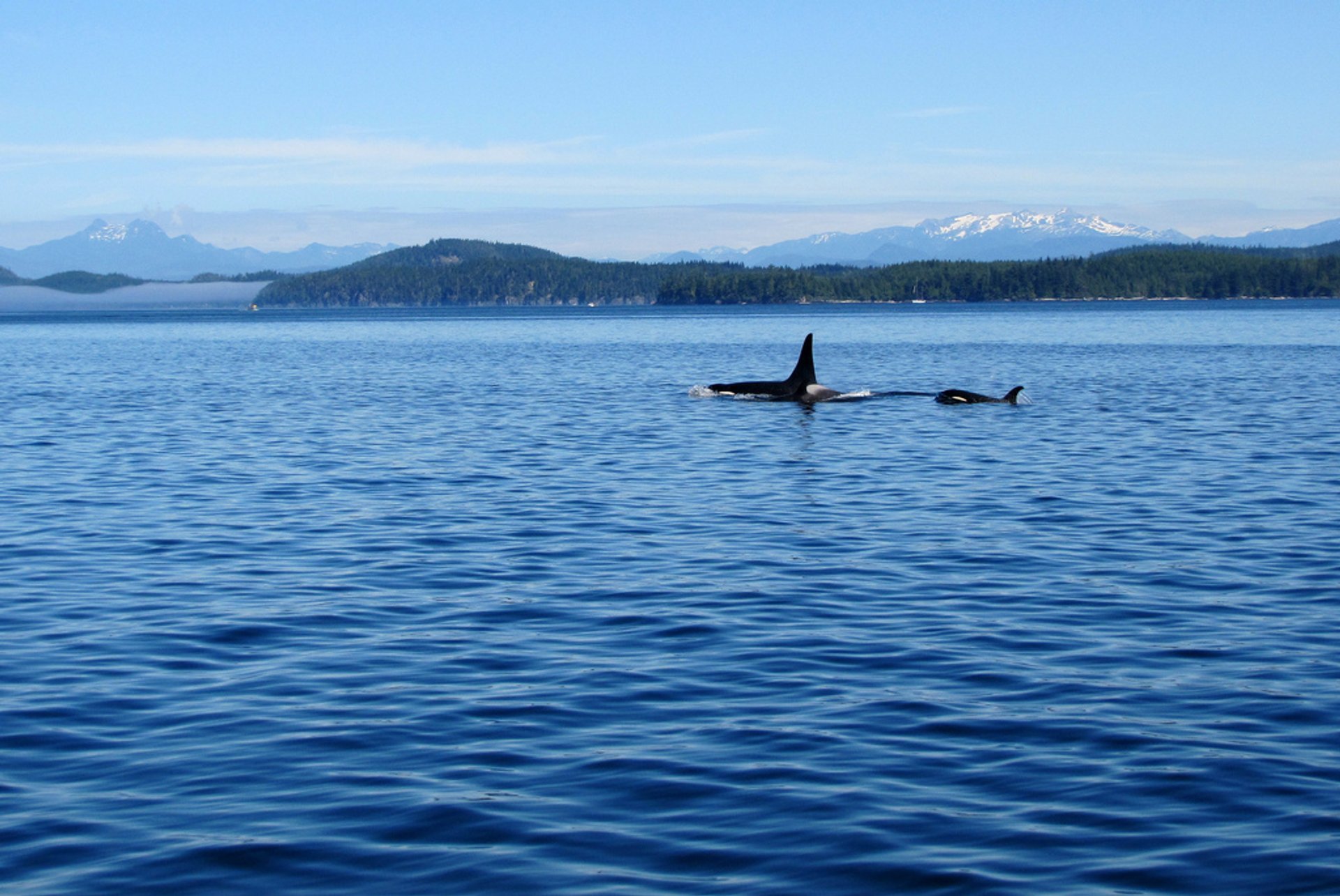 Observation des baleines