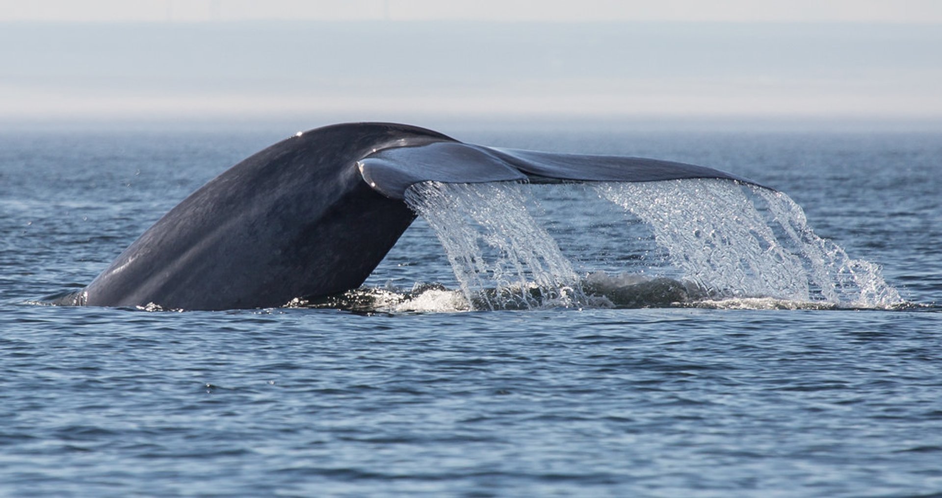 Whale Watching (Walbeobachtung)