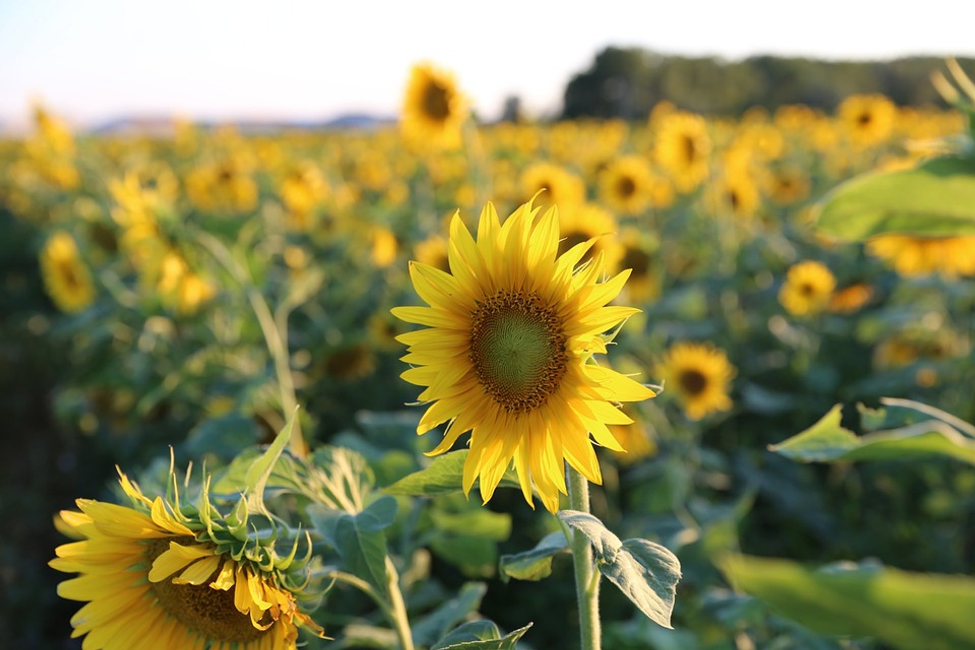 Campos de girasoles