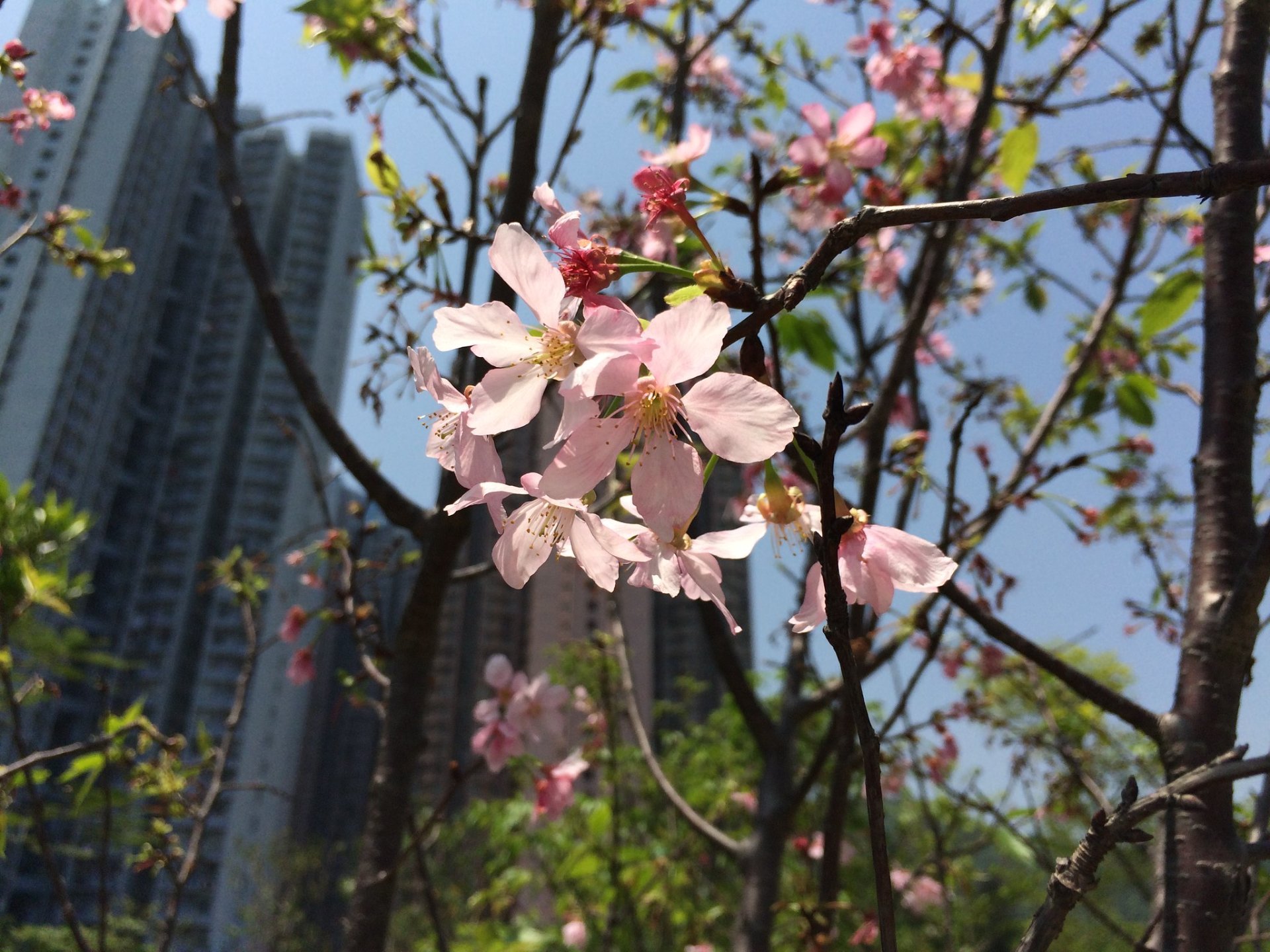 Cerejeiras em flor